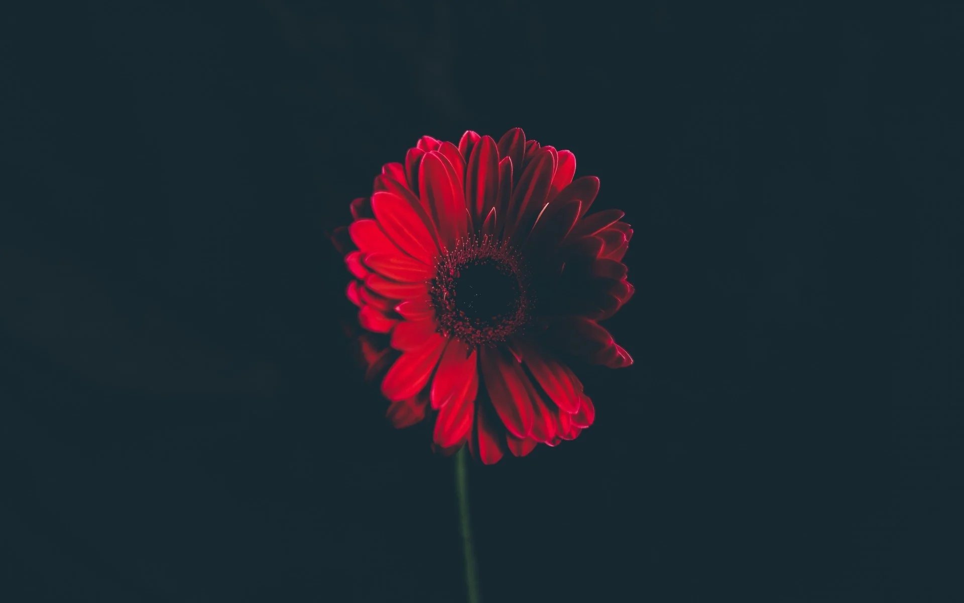 Flowers / Red Daisy Wallpaper