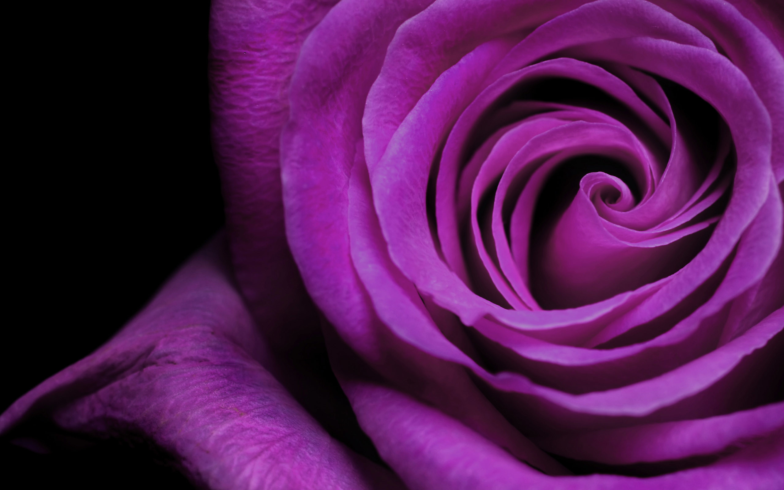 HD purple wallpaper image to use as background 42