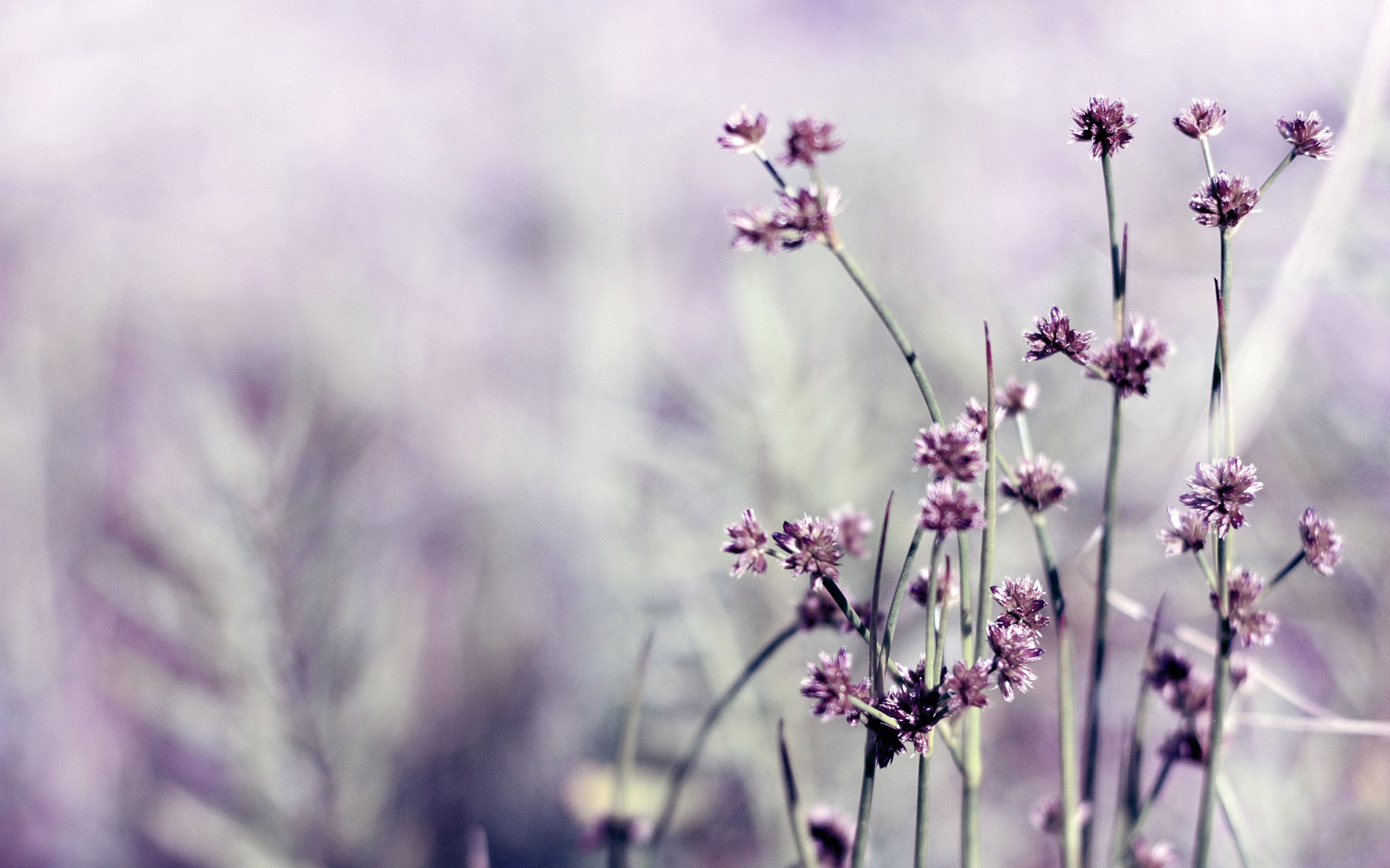 purple flowers wallpaper. Download …