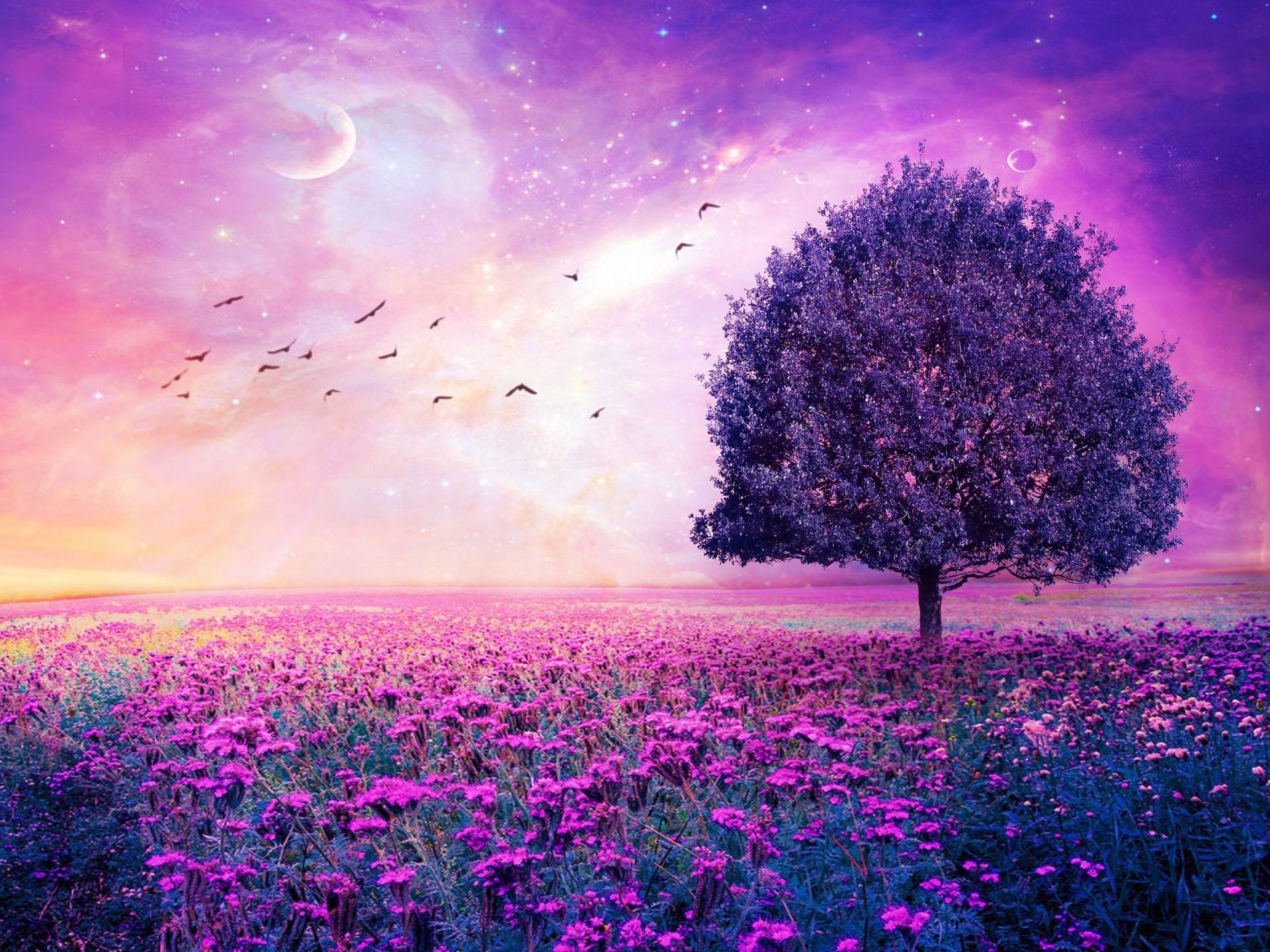 Purple Flowers Field Art Tree HD Wallpapers – High Definition