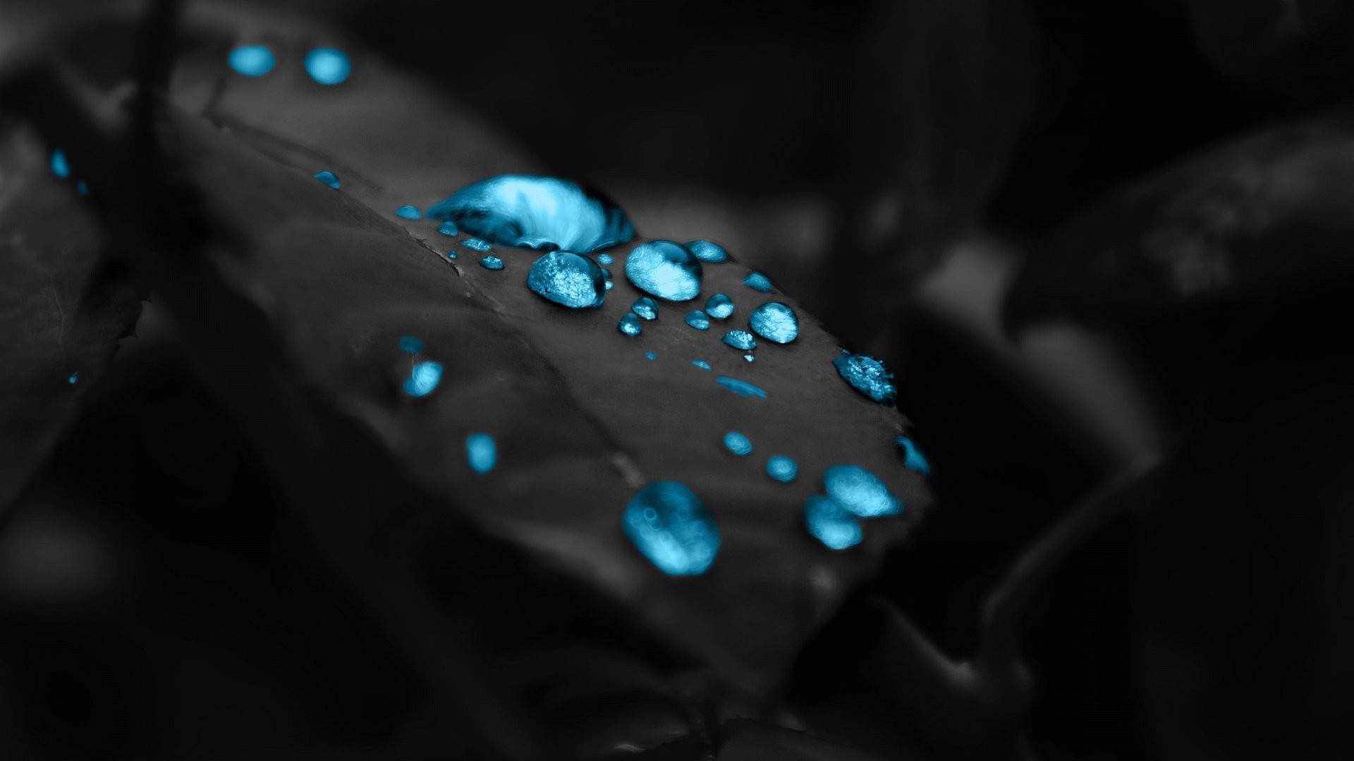 Blue water drops on a black leaf HD Wallpaper