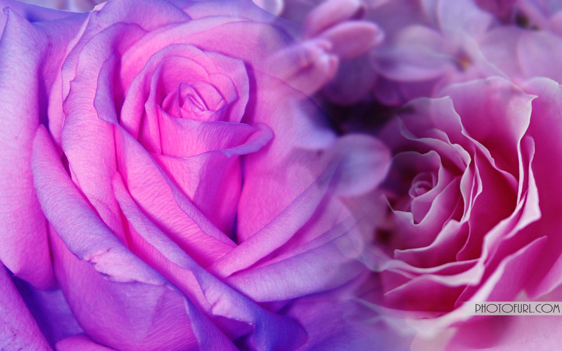 Hoa hồng và tím: Hoa hồng và tím là hai màu sắc quyến rũ với tình yêu và sự lãng mạn. Bức hình liên quan sẽ khiến bạn thấy tươi tắn và yêu đời hơn bao giờ hết.