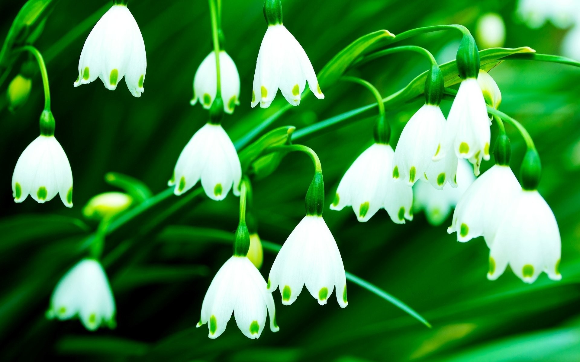 Download Green And White Flower Wallpaper Gallery