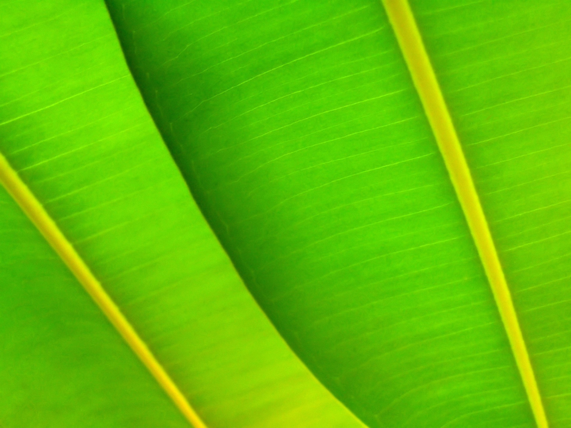 Green leafs Wallpaper Plants Nature