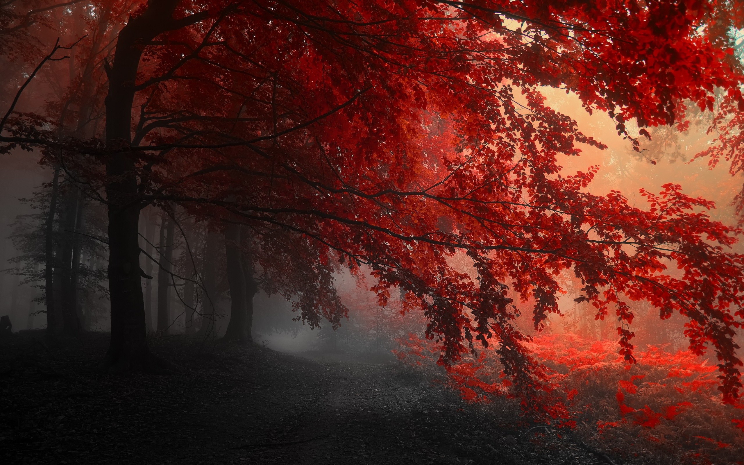 Red Wallpapers Widescreen