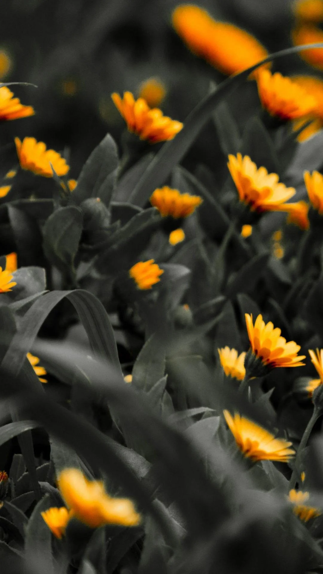 Orange Flowers Black White Photo iPhone 8 wallpaper