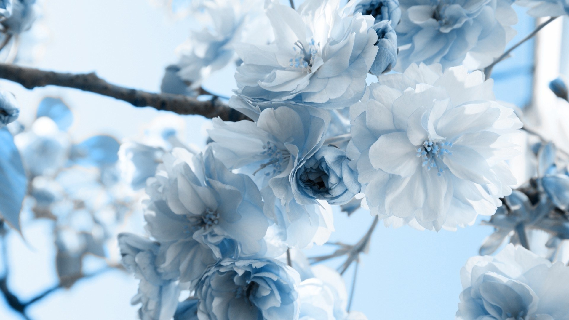 Pretty light blue and white flowers.