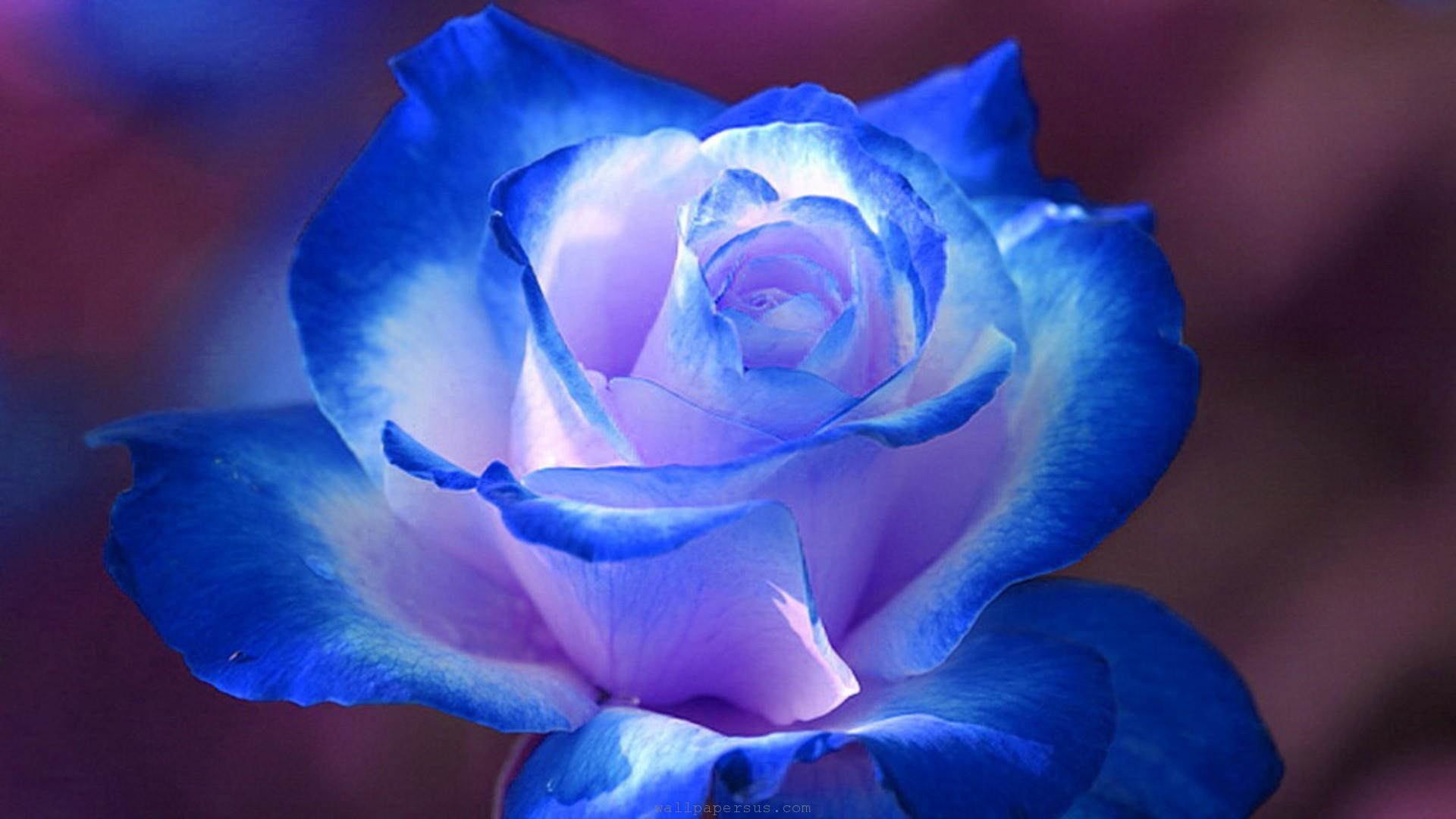 Light Blue Rose. Desktop wallpaper 1024×768 Plants Desktop Wps Pinterest Blue roses