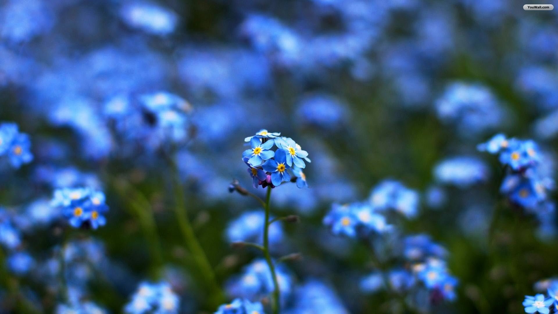 Blue Flower Wallpaper For Android