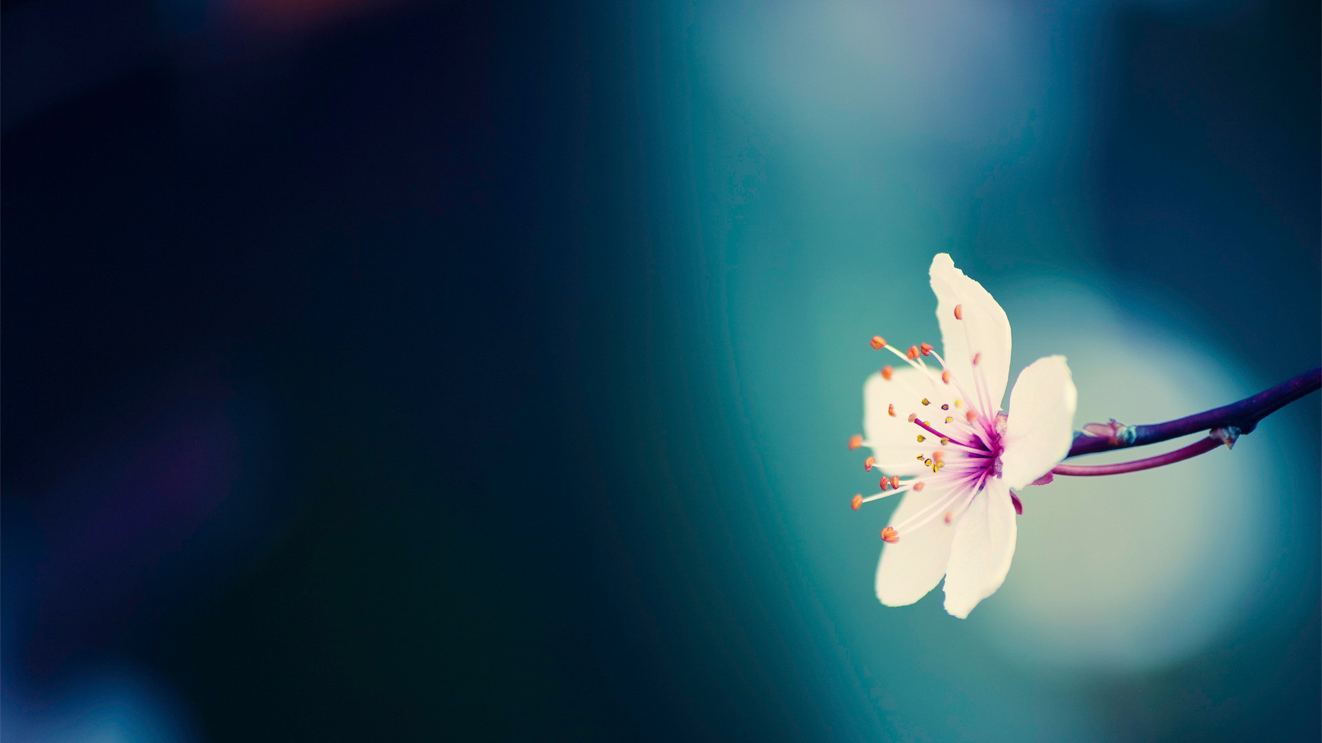Wallpaper Blue and White Butterfly on Blue Flower Background  Download  Free Image