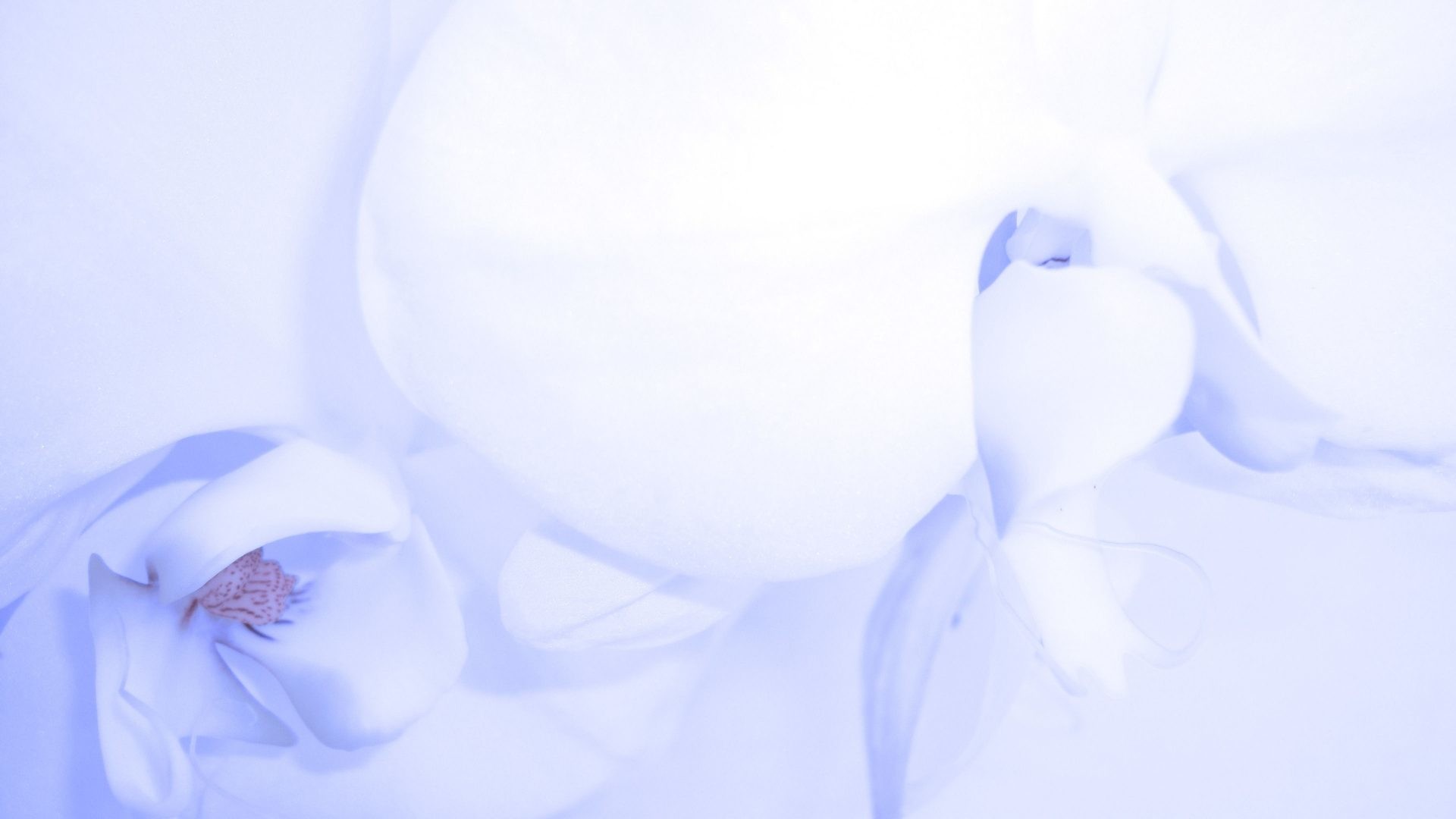 Baby Tag – Soft Blue Nature Orchid Beauty Beautiful Flower Baby Background Hd Wallpaper for HD
