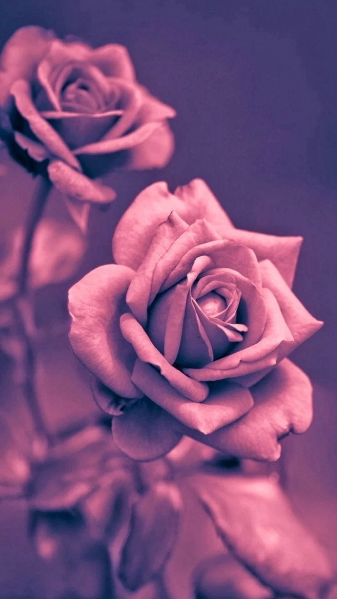 Beautiful Pink Rose Closeup iPhone 6 Wallpaper Download
