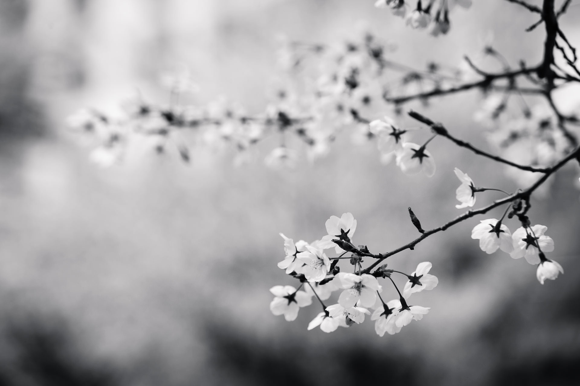 Free stock photo of black and white, flowers, branch, cherry blossom