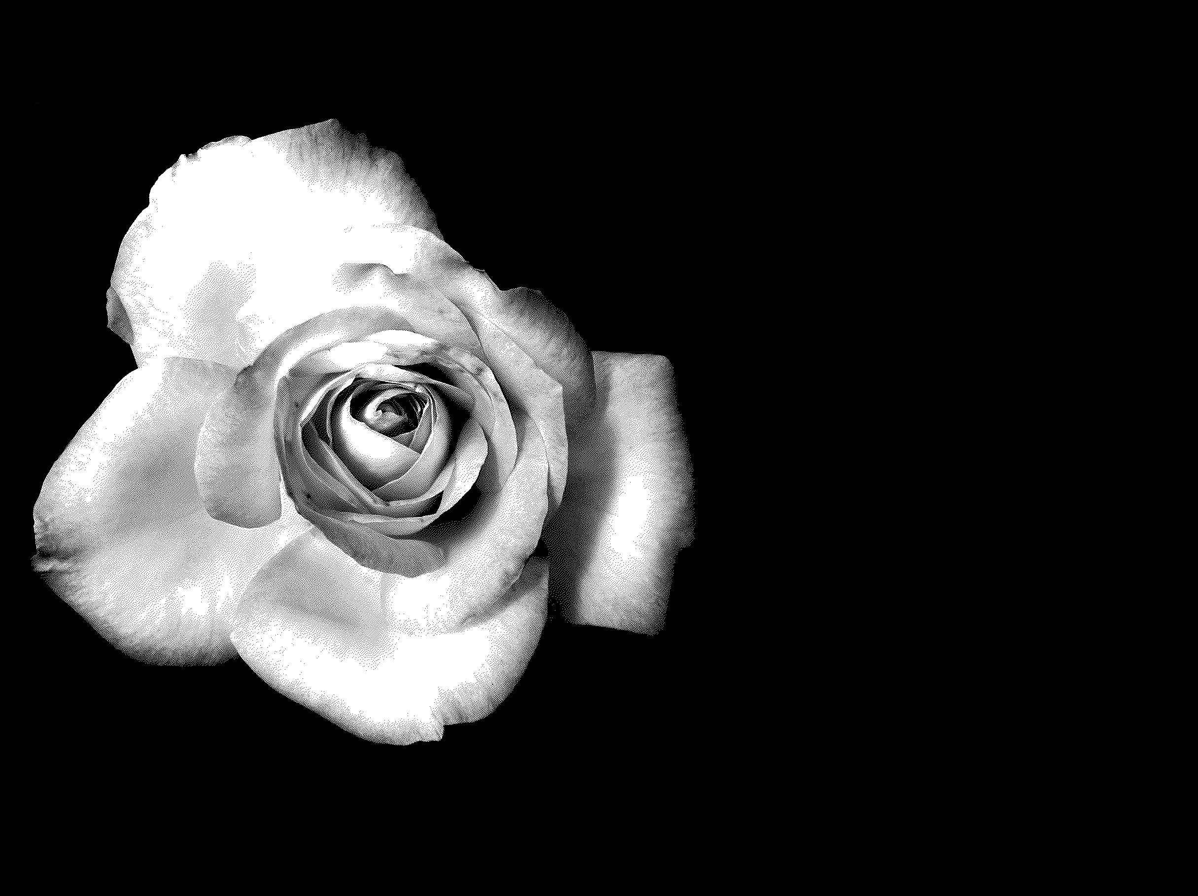 black and white rose Desktop wallpapers