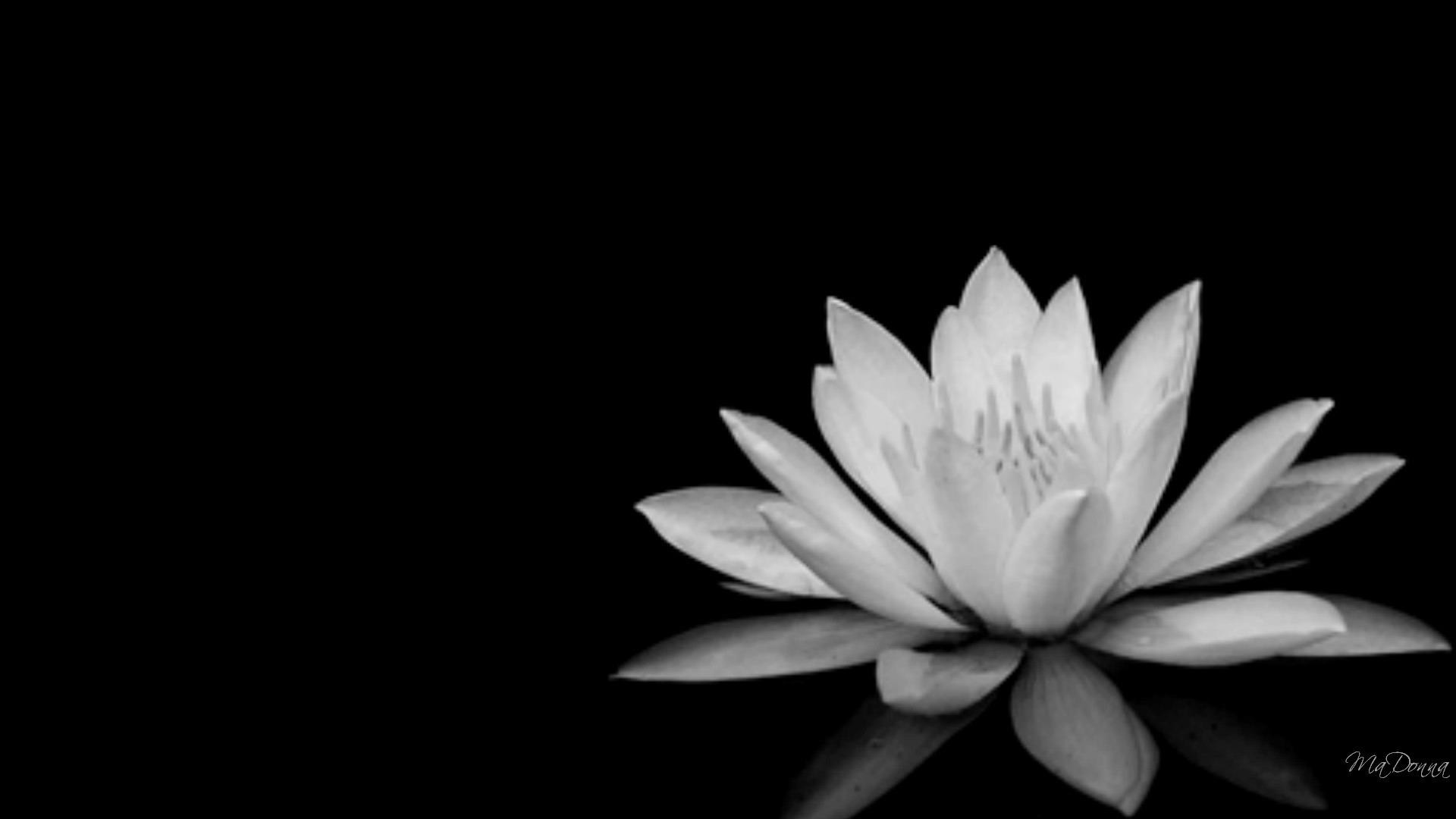 Flower in black and white image