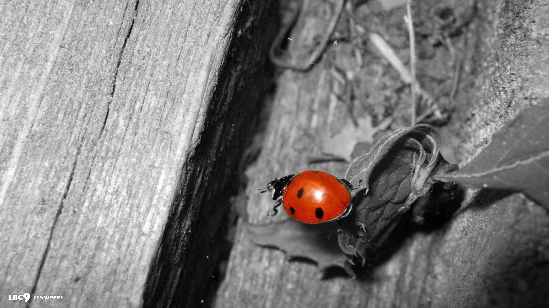 Black and white ladybug desktop background