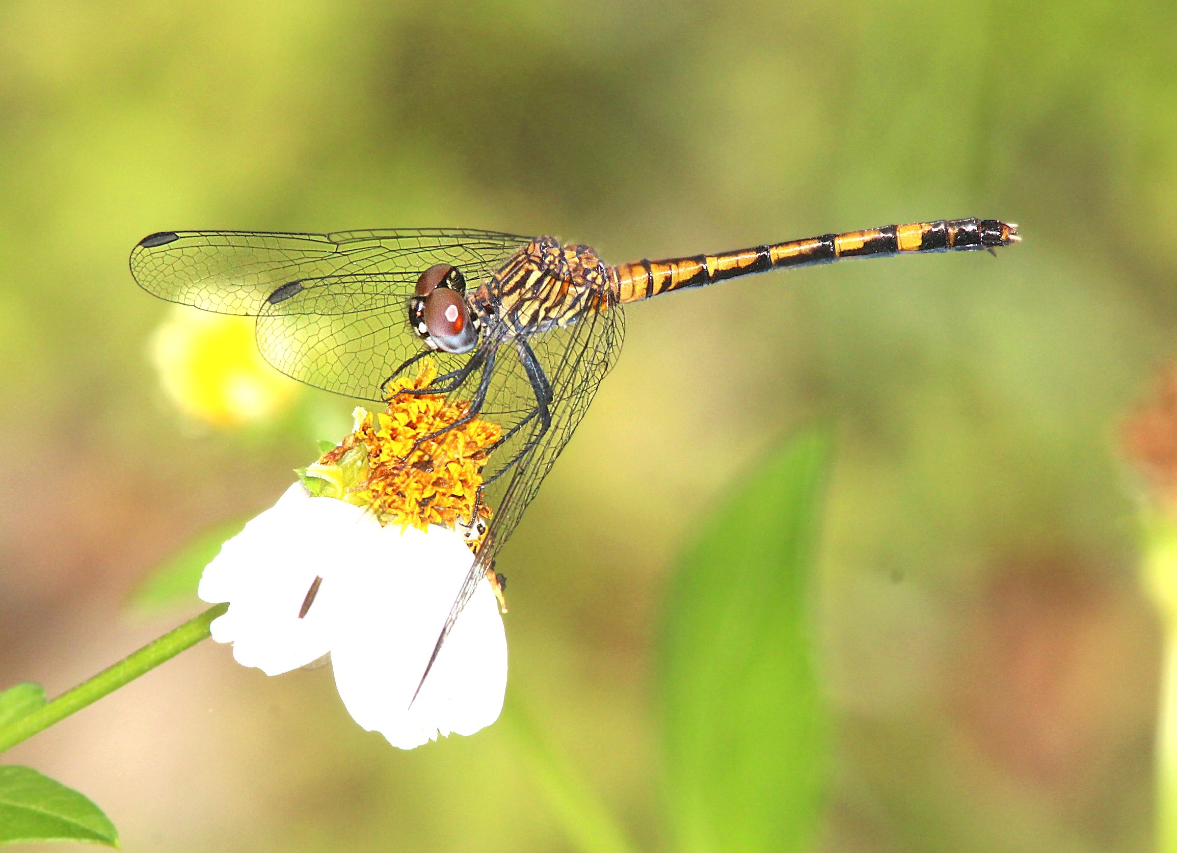 dragonfly on top of yellow and white flower