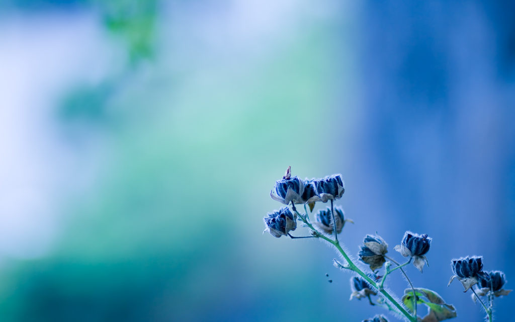 124+ Blue Nature