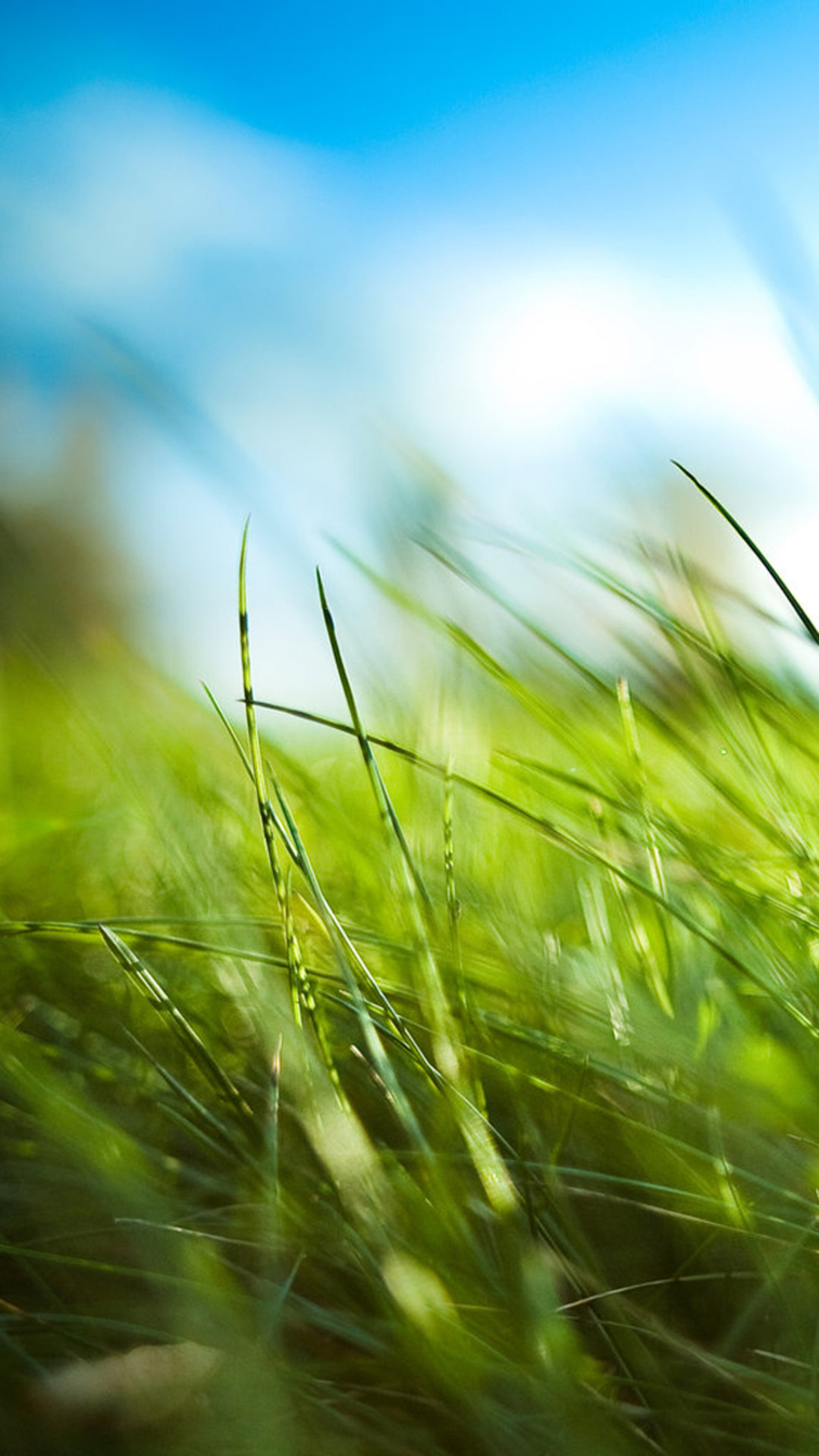 Nature Sunny Blue Sku Green Grassland Field #iPhone #plus #wallpaper