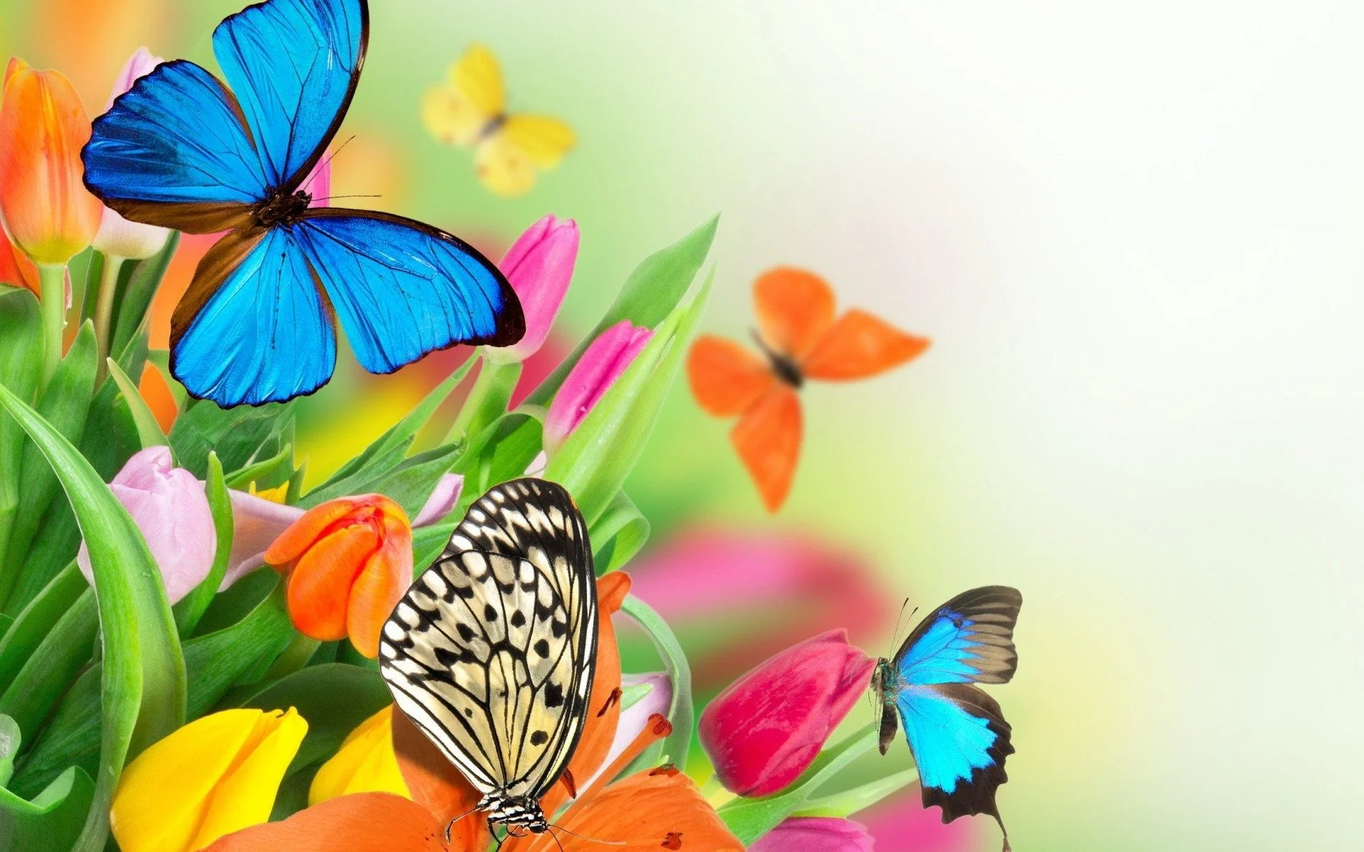 Colorful Butterfly On Flower Wallpaper For Desktop amp Mobile