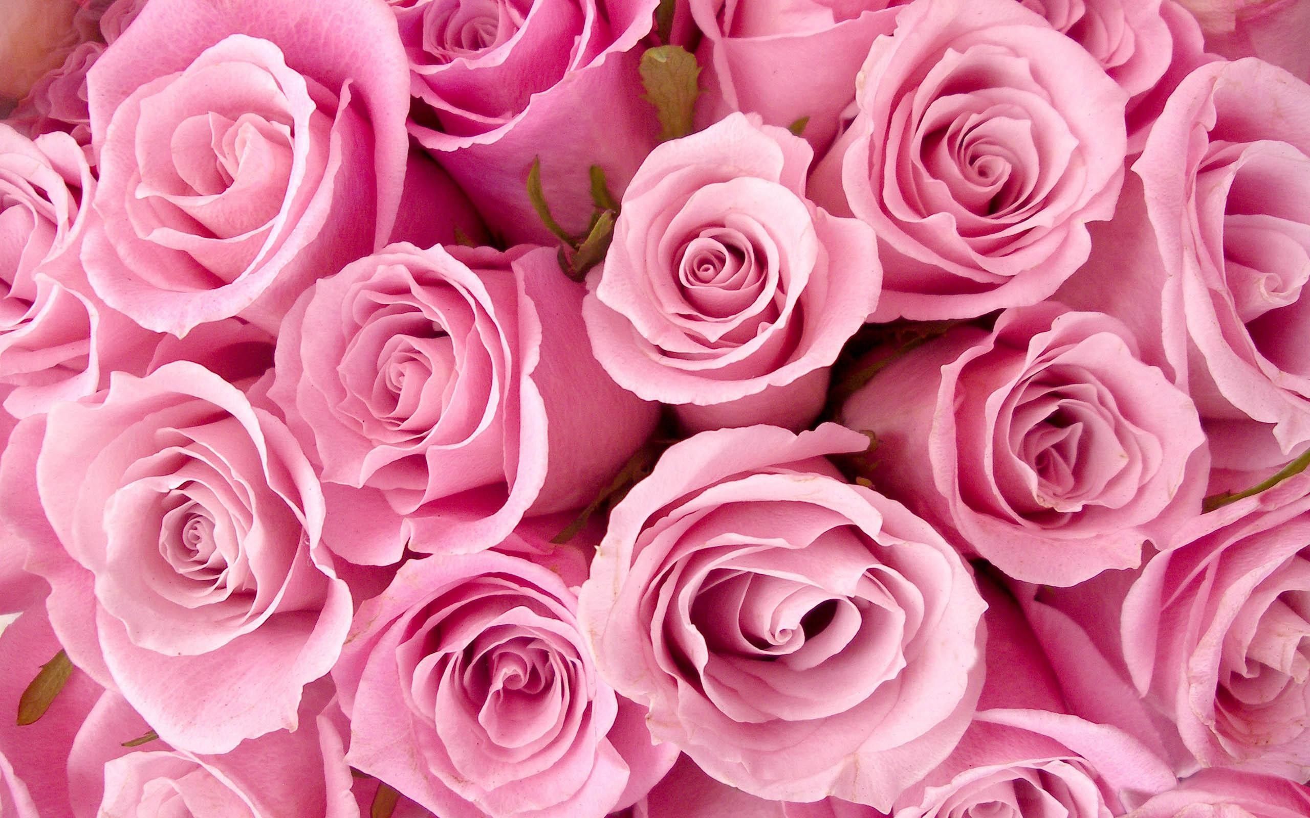 Pretty Pink Roses Wallpaper – Pink Color Photo 34590798 – Fanpop
