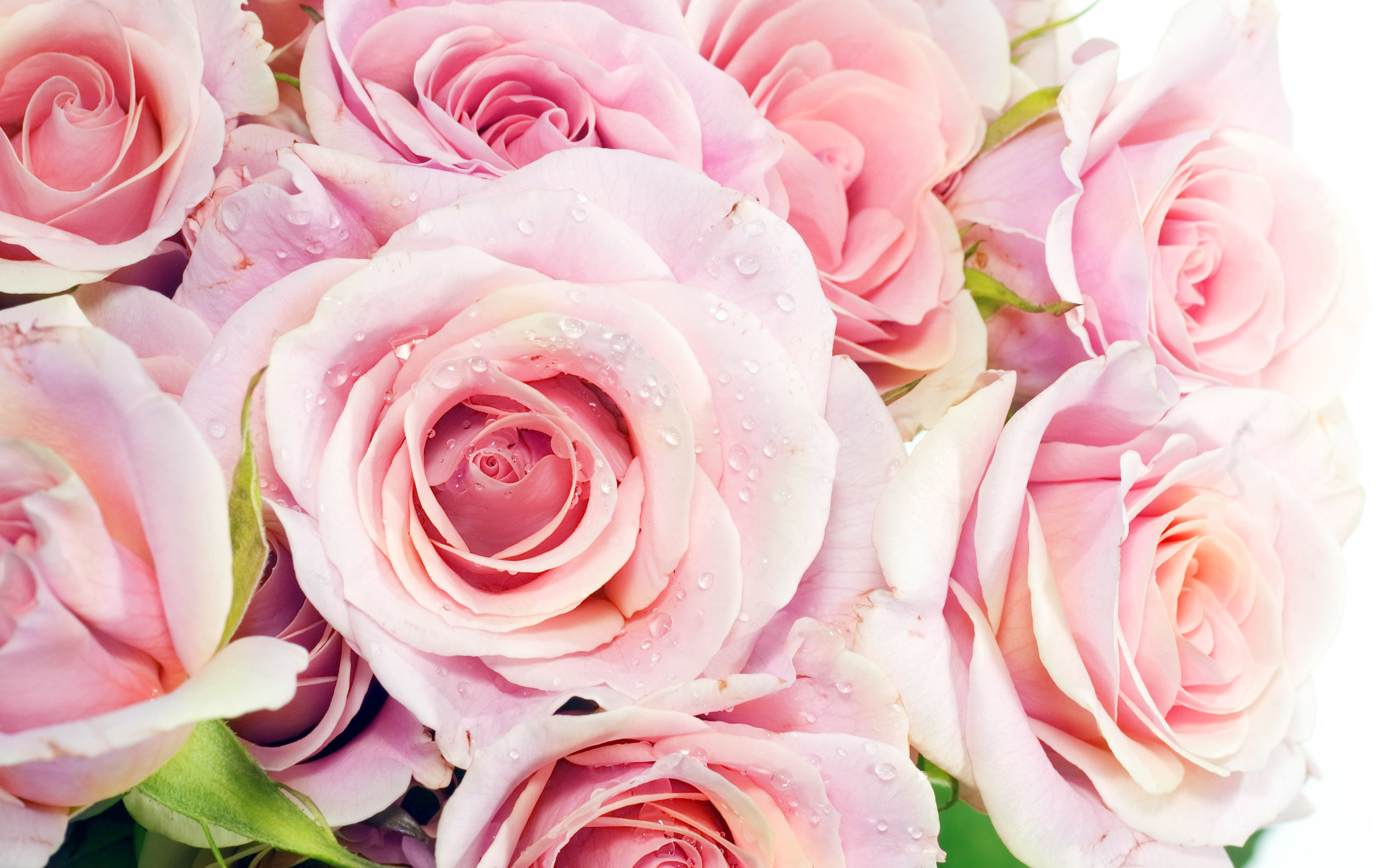 HD Wallpaper and background photos of Pretty Pink Roses Wallpaper for fans of Pink Color images