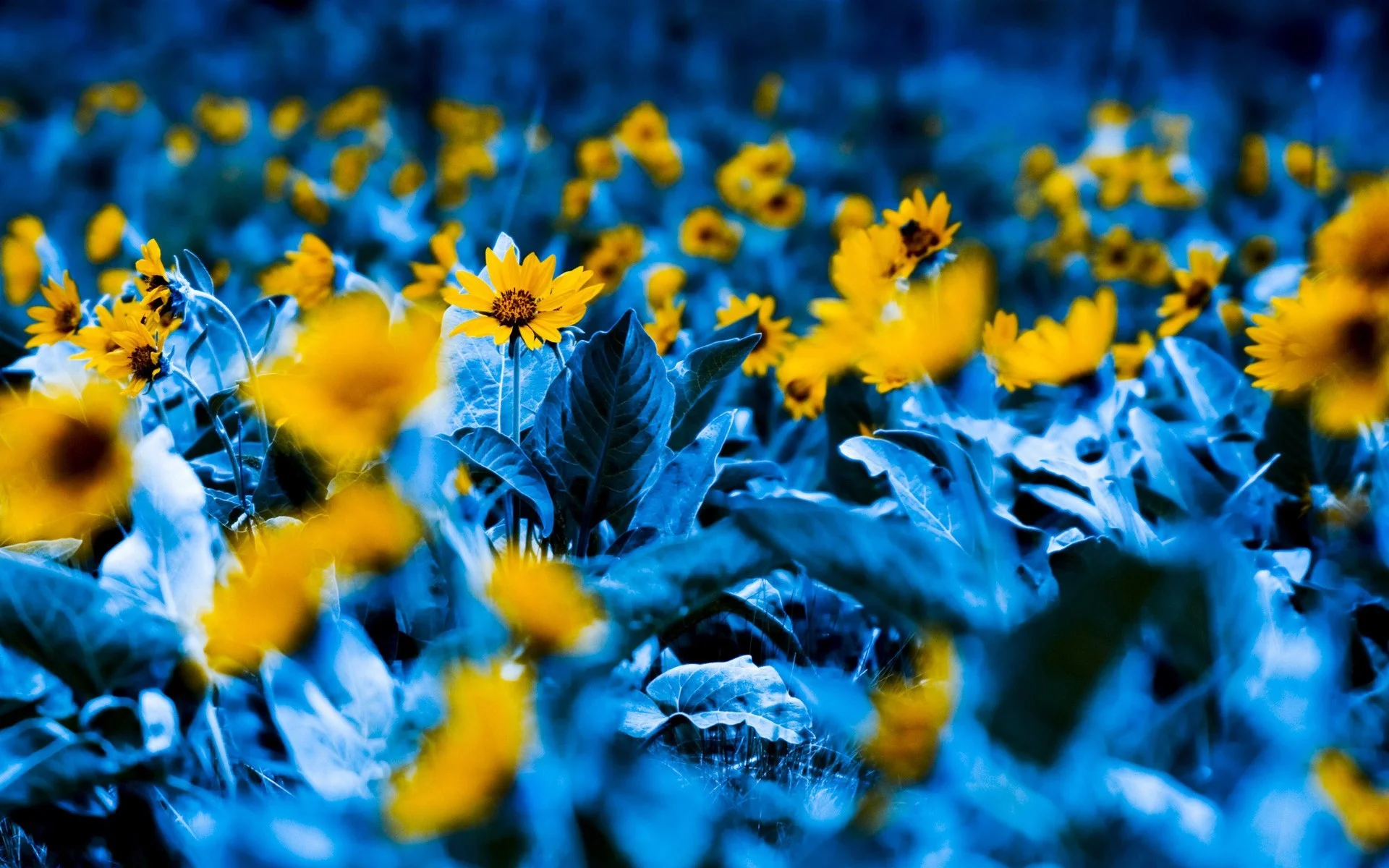 Blue And Yellow Flower Wallpaper 4 Background
