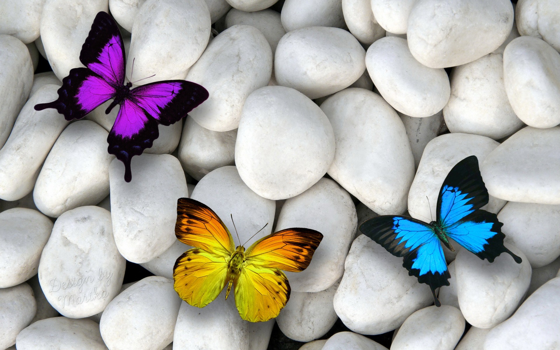 Purple Yellow & Blue Butterfly wallpapers and stock photos