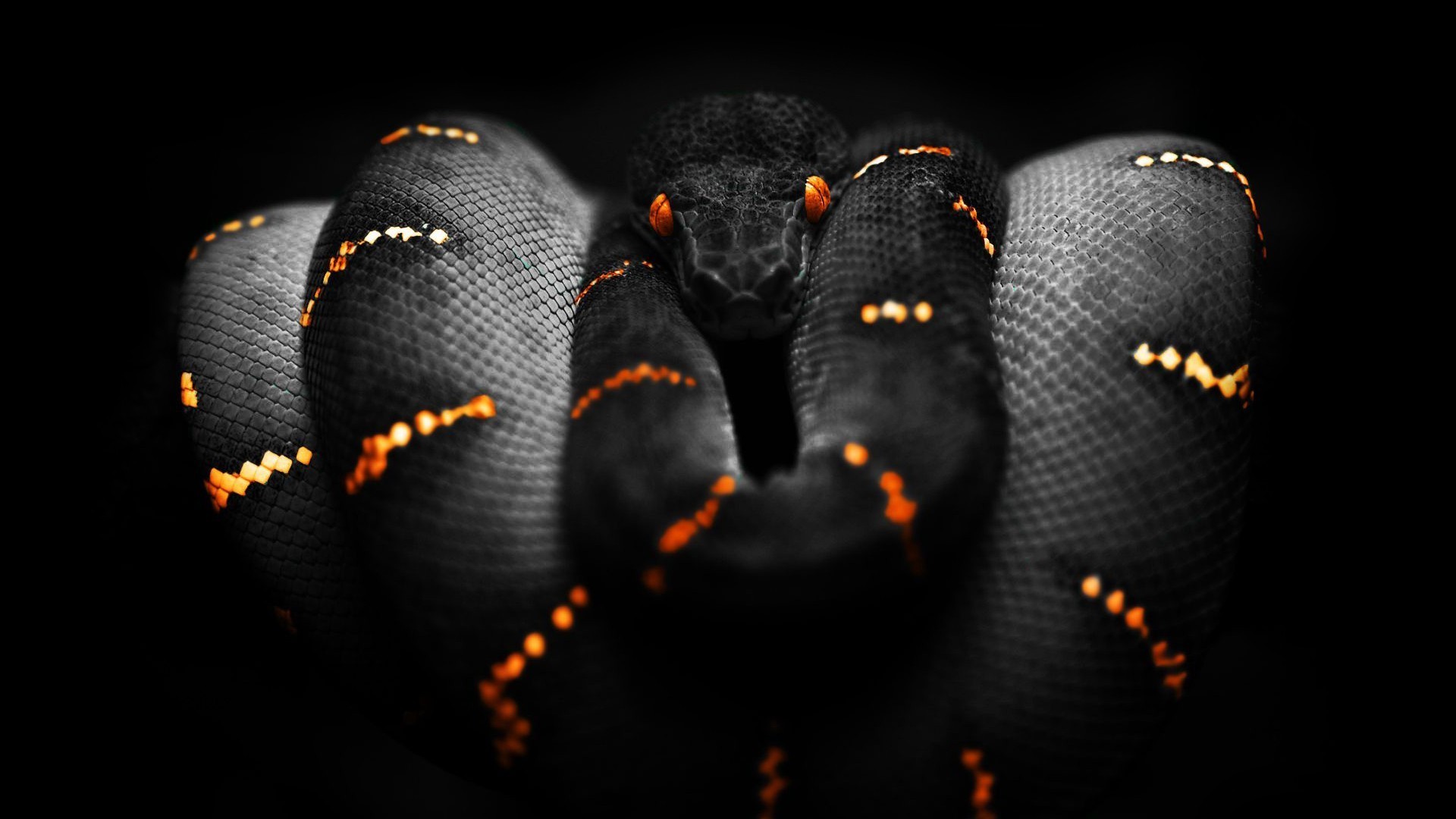 Snakes Orange Black