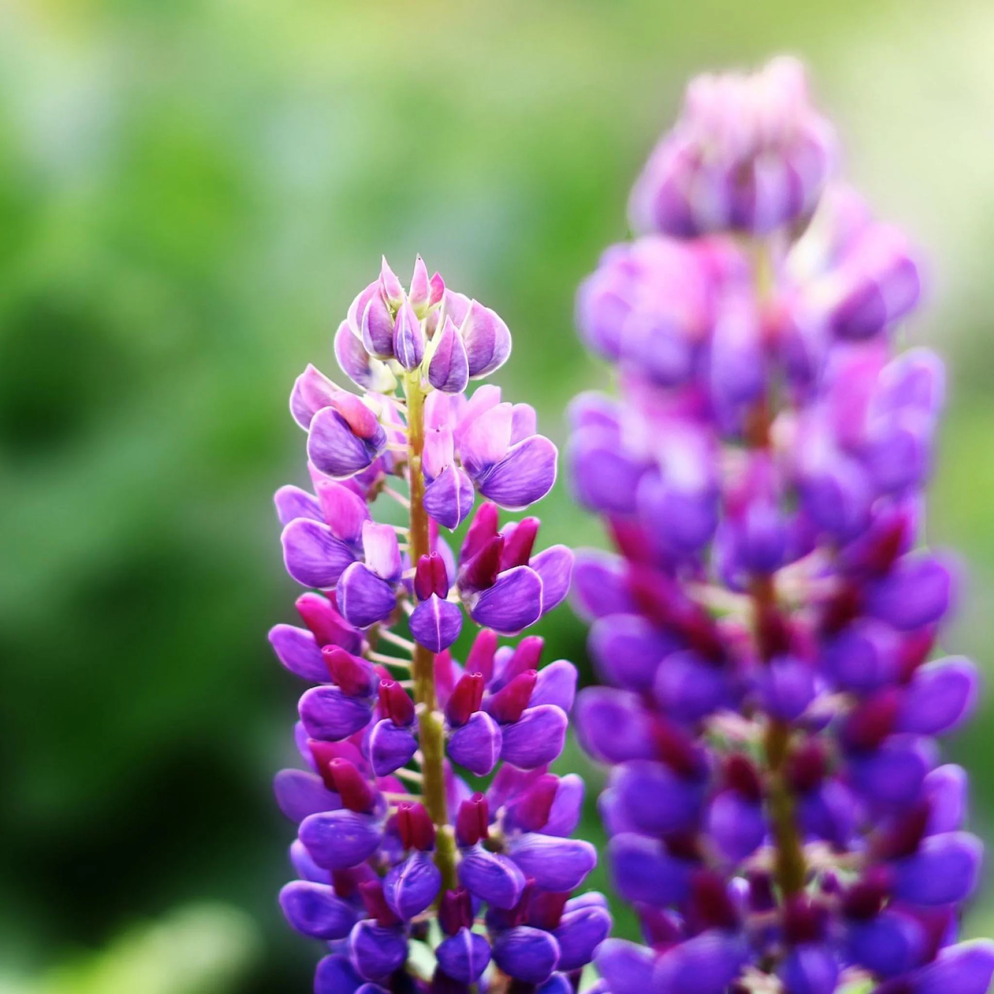 Purple Flowers Nature Plant / HD iPad Wallpapers