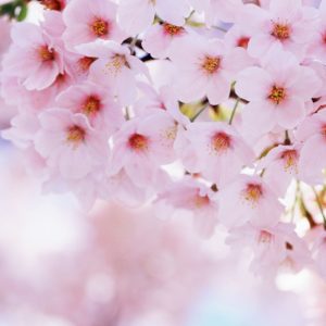 Cherry Blossom HD