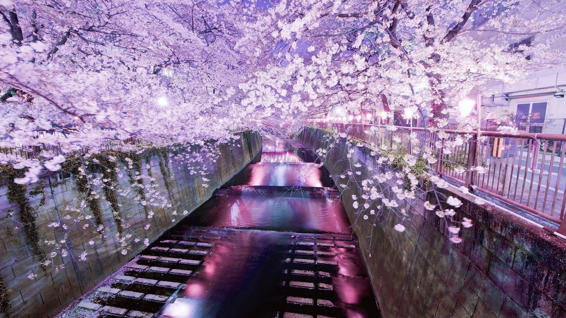 Japanese Cherry Blossom 26 HD Wallpaper