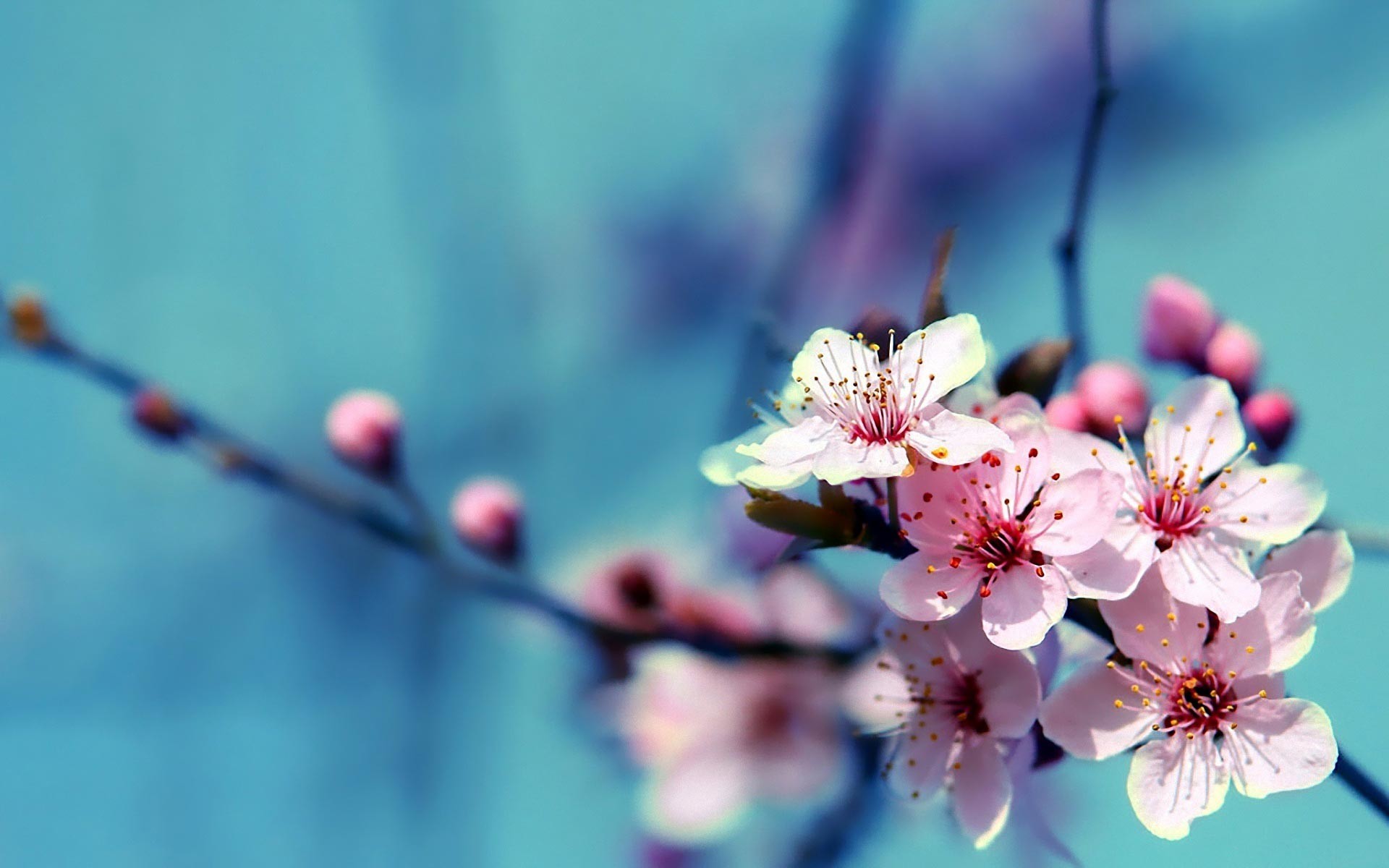 40 BEAUTIFUL FLOWER WALLPAPERS FREE TO DOWNLOAD