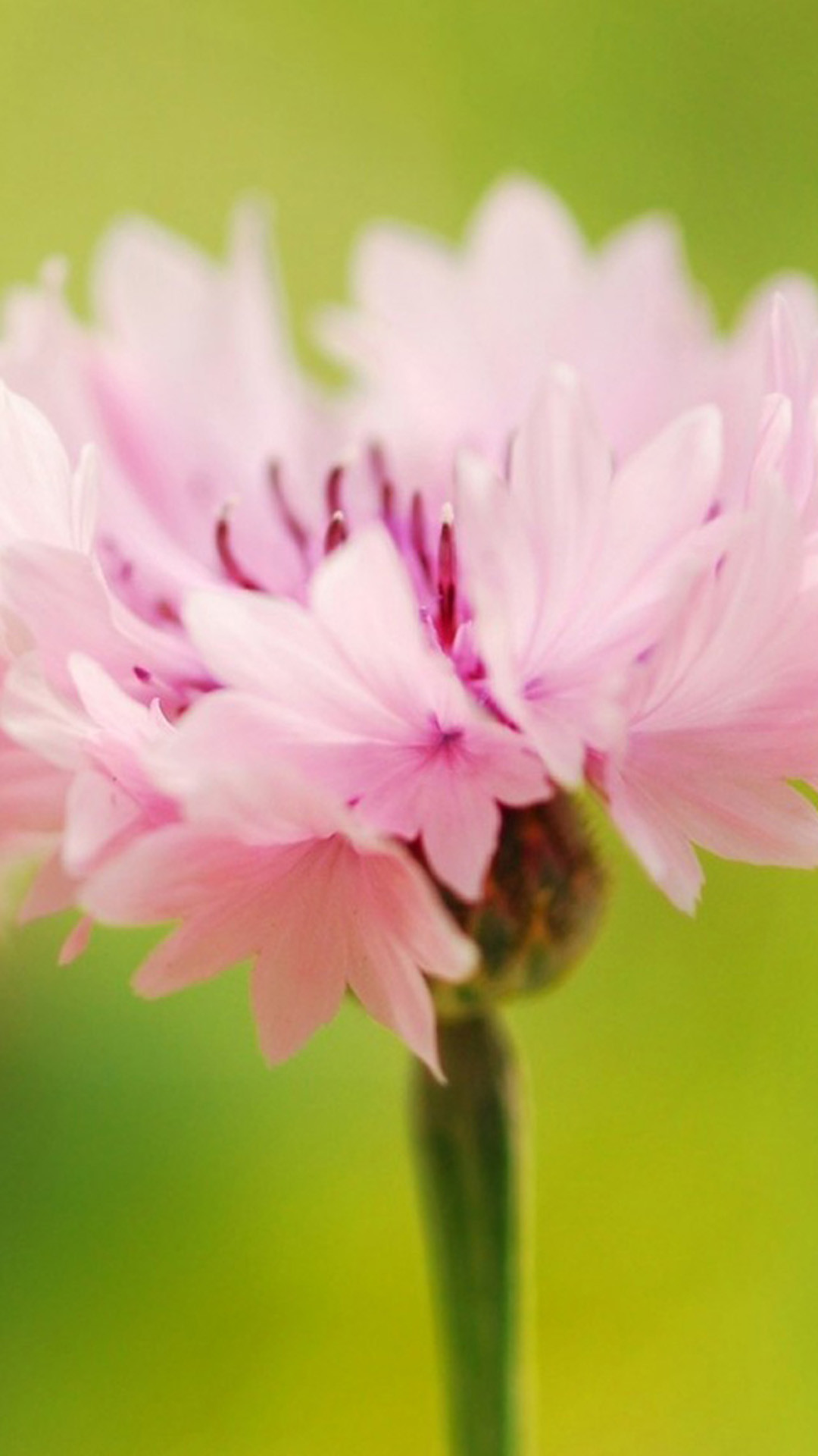 Pretty Pink flowers Galaxy Note 3 Wallpapers