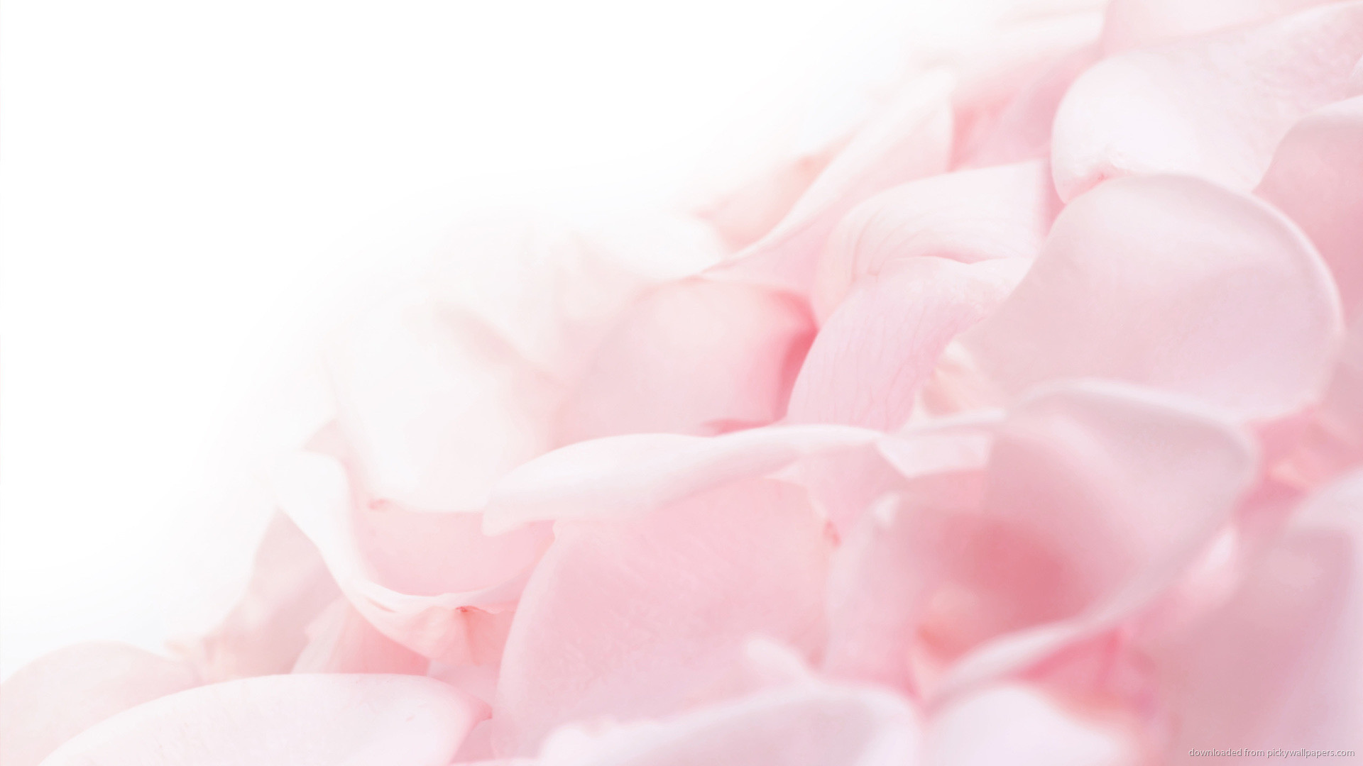 Pink Flower Petals Wallpaper Background picture