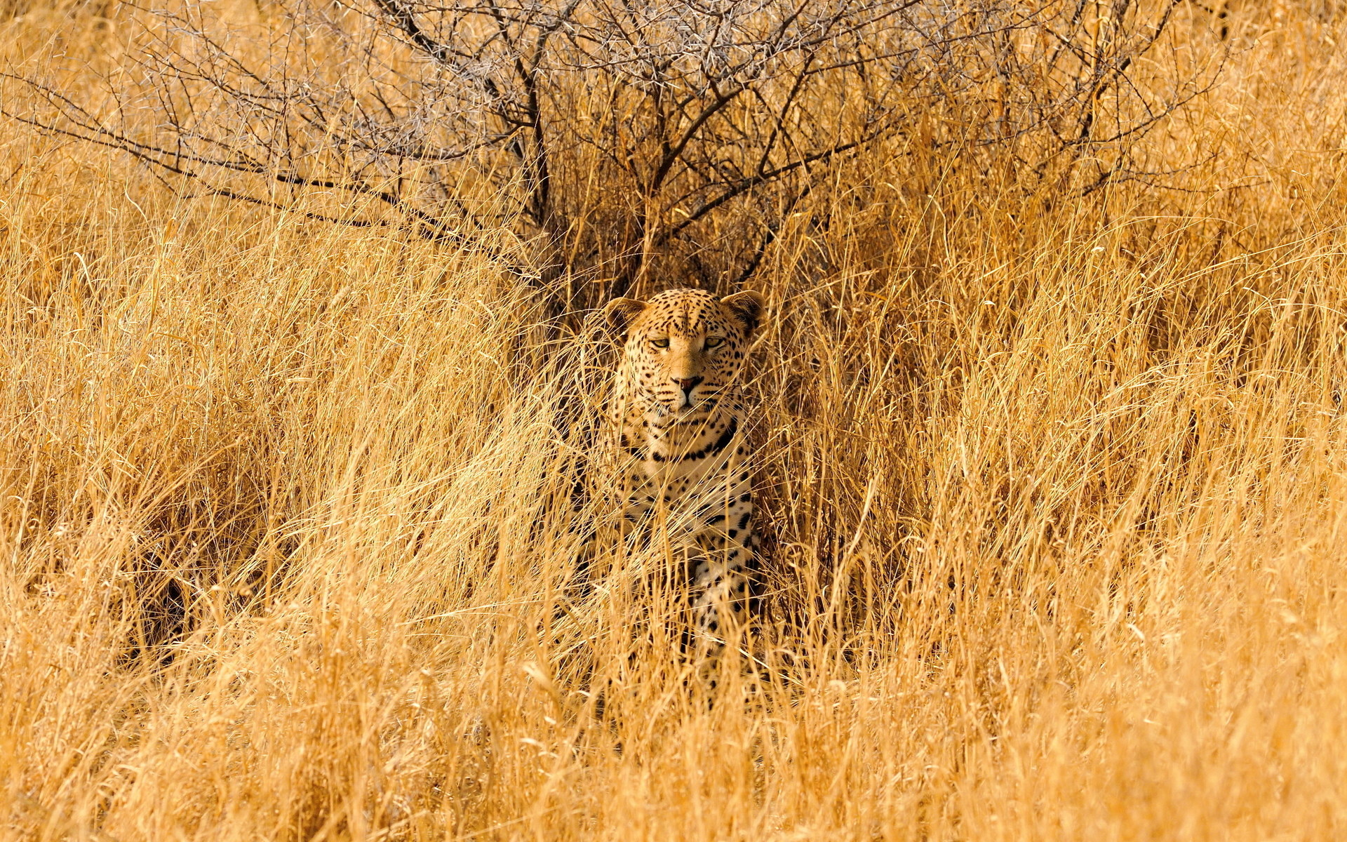 Leopard savannah animals cats wildlife predator africa grass landscapes camo spots fields wallpaper