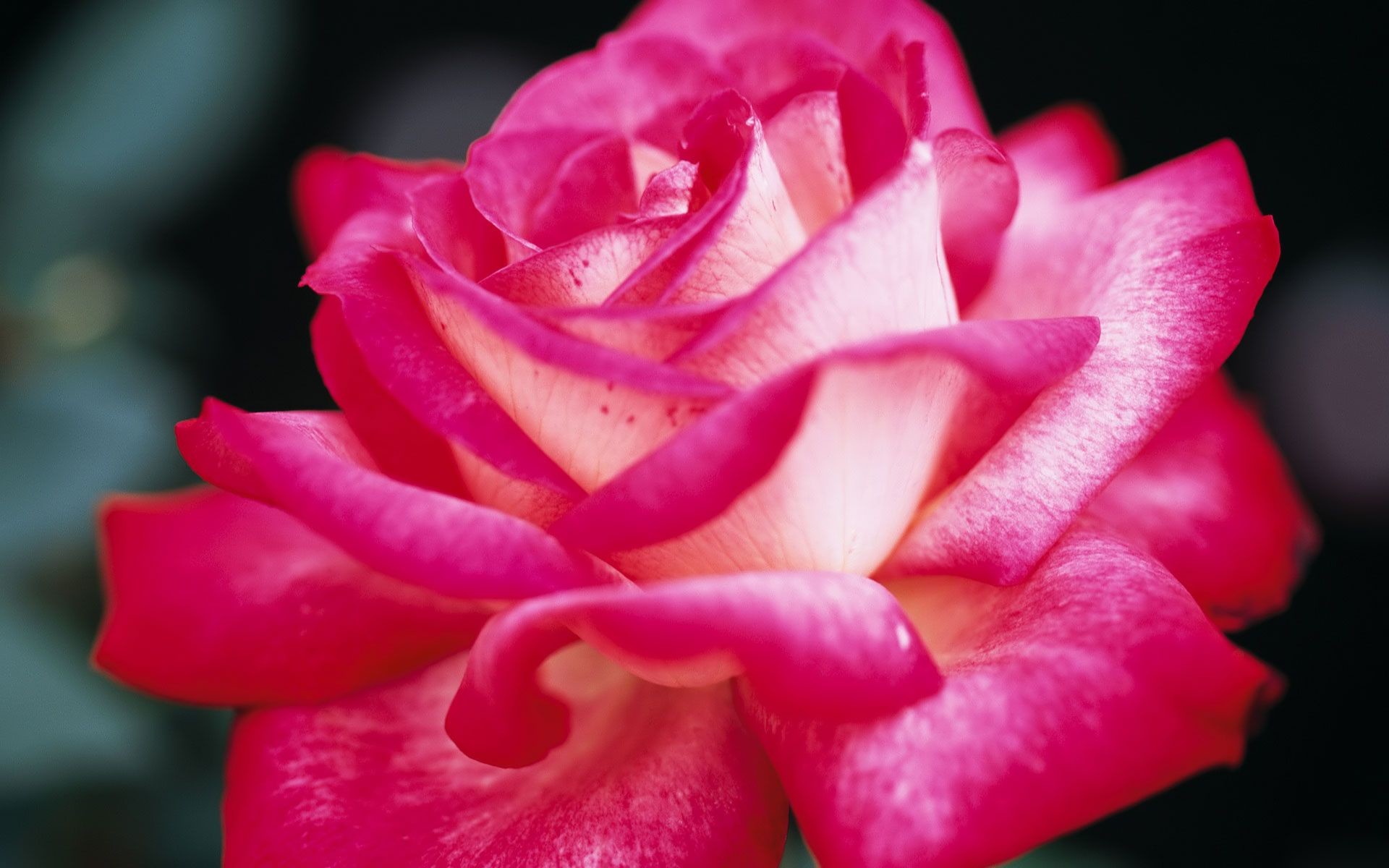 Pretty Pink Roses – Roses Wallpaper (34610935) – Fanpop