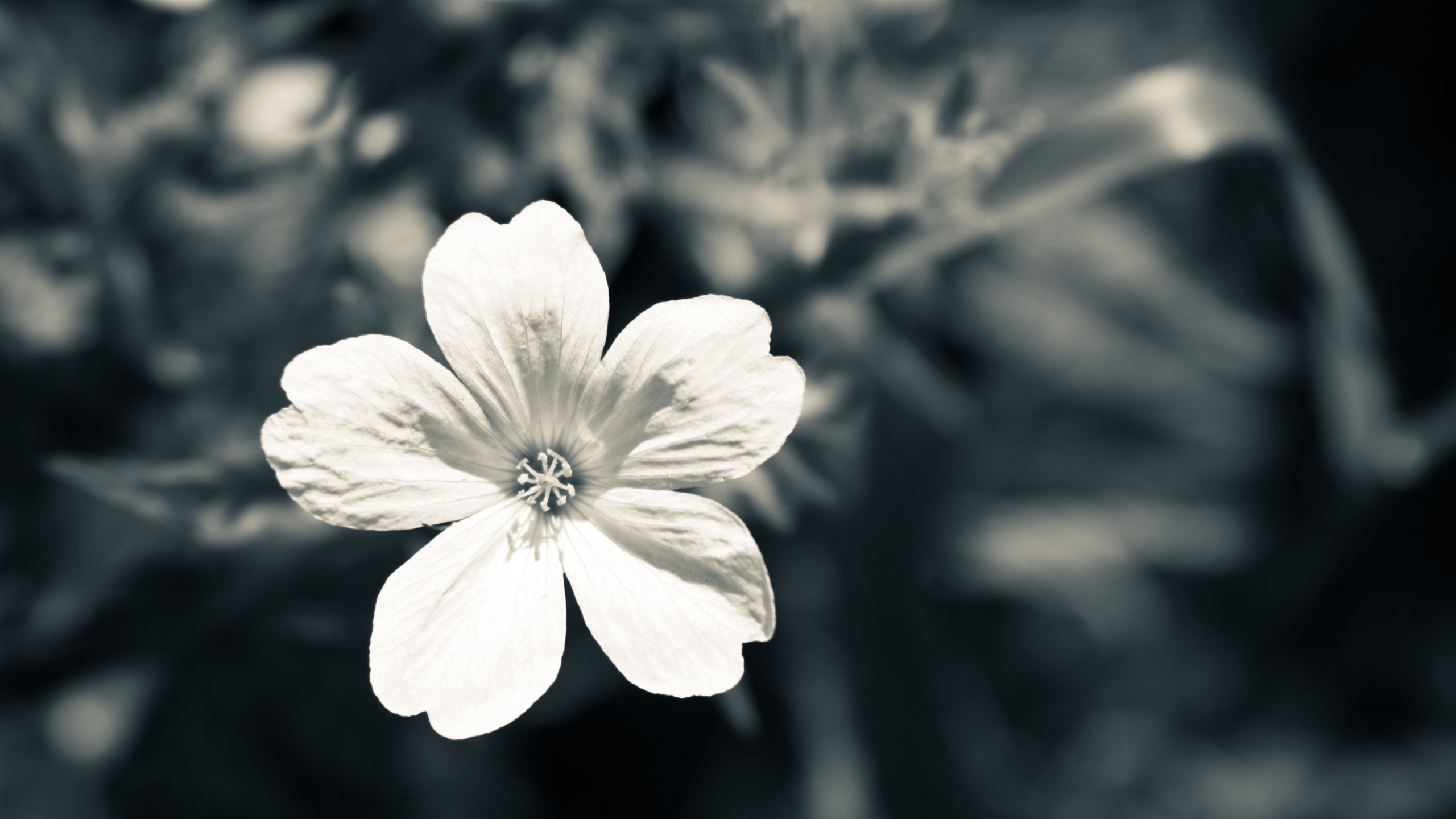 Nature Flowers Black And White