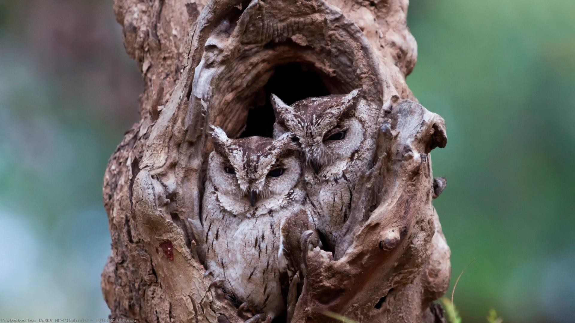 Two Owl in Tree 1920 x 1080 Need