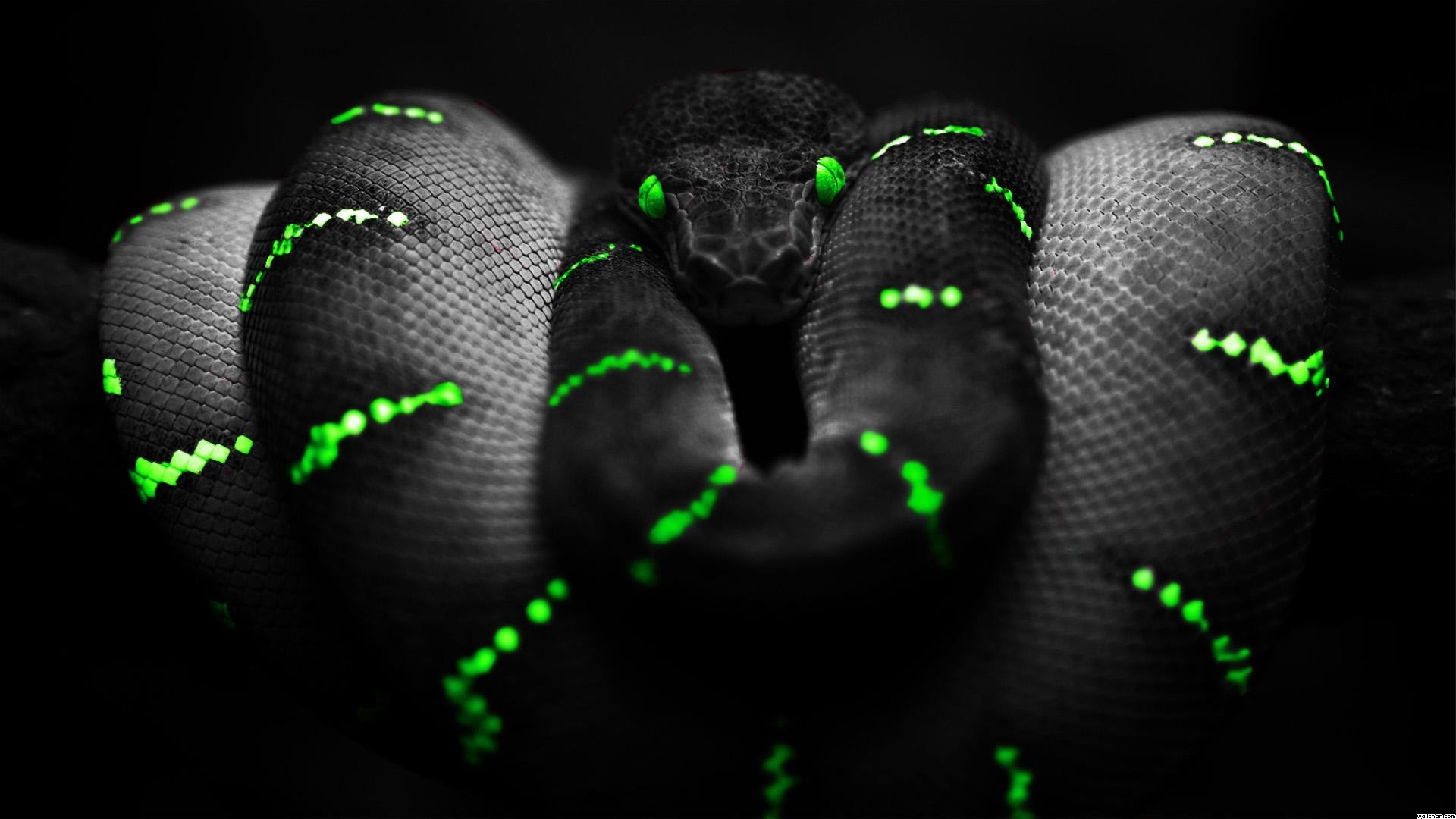 Black Snake Background Wallpaper