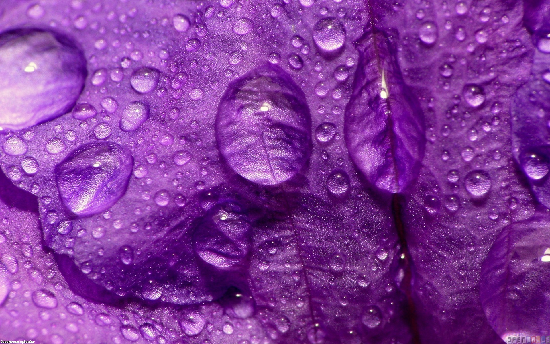 Beautiful purple rain Ultra Hd wallpaper [2560×1440] – See more on Classy  Bro