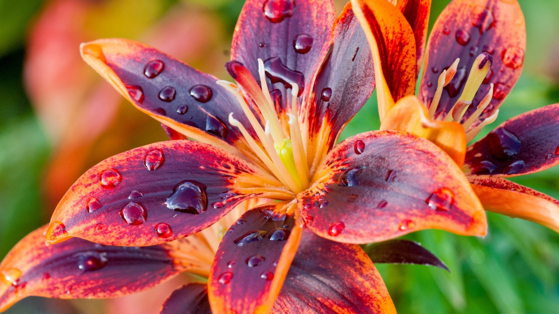 VERY HI-RES PHOTO WALLPAPER! After-the-rain-water-drops-bloom-purple-orange-lily-flowers-macro.jpg  (1920Ã1080) | Macro Photography | Pinterest | Water drops …