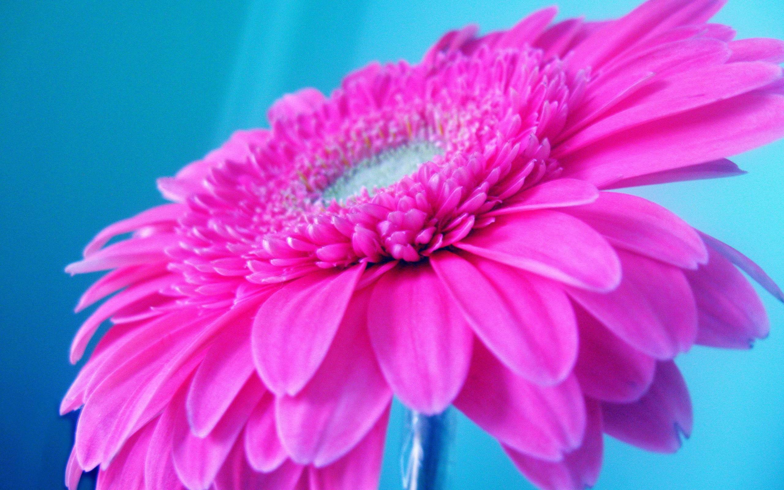 158047 Deep Pink Images Stock Photos  Vectors  Shutterstock