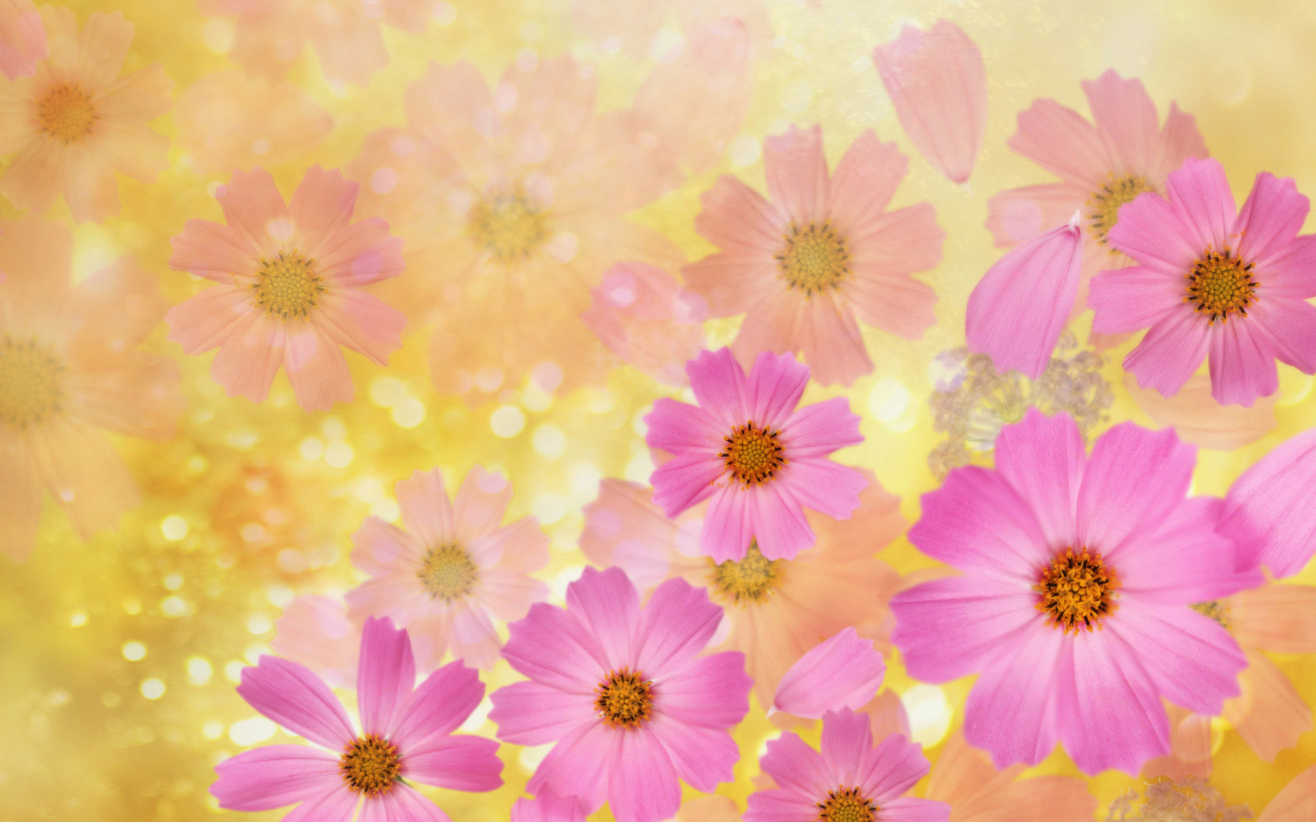 Widescreen HD Wallpaper Themes Beautiful spring flowers High