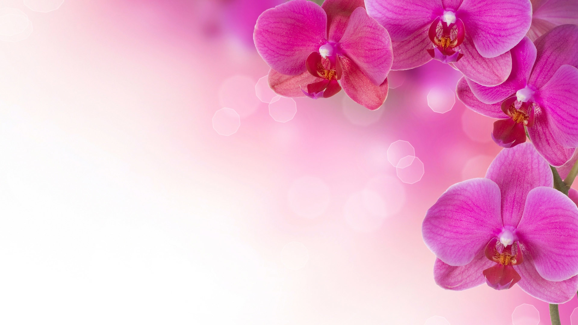 Desktop hd floral wallpaper pink