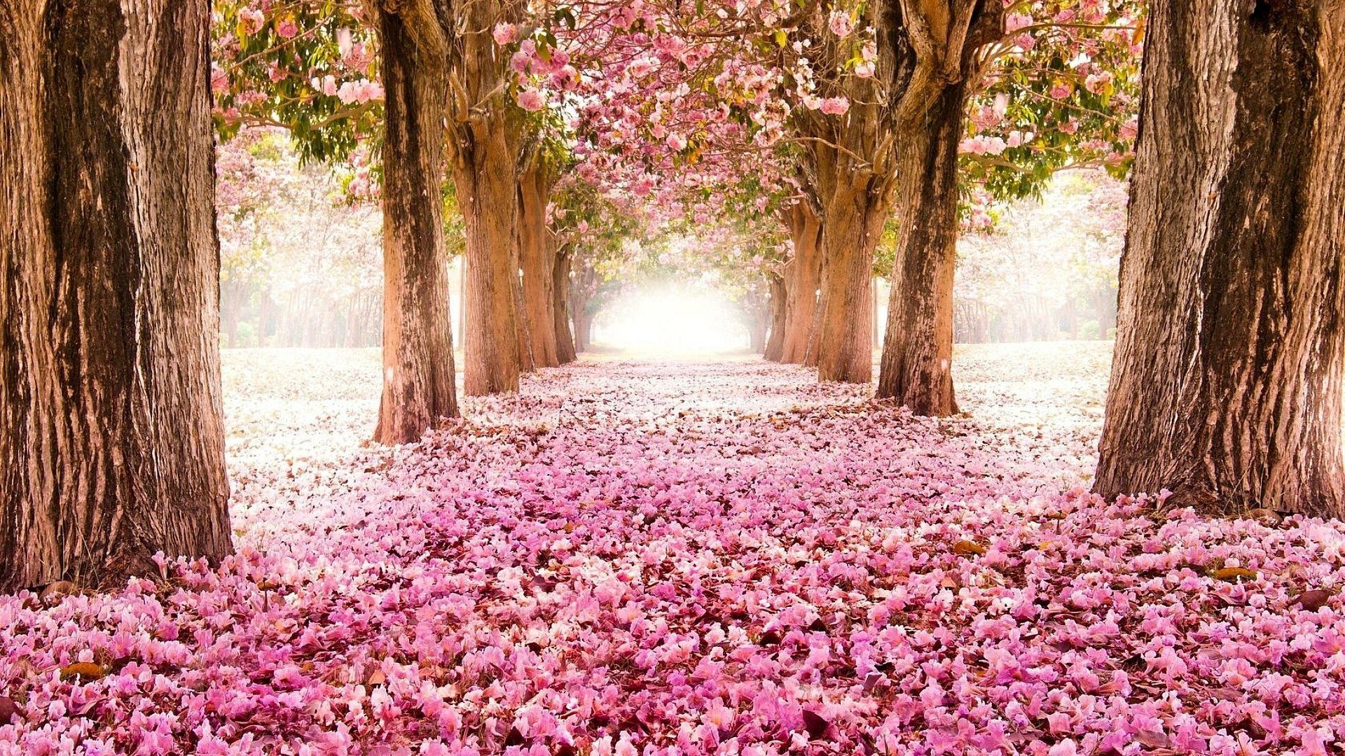 Flowers – Blossoming Cherry Blossoms Nature Trees Tree Rows Flower Desktop Themes Download for HD 16