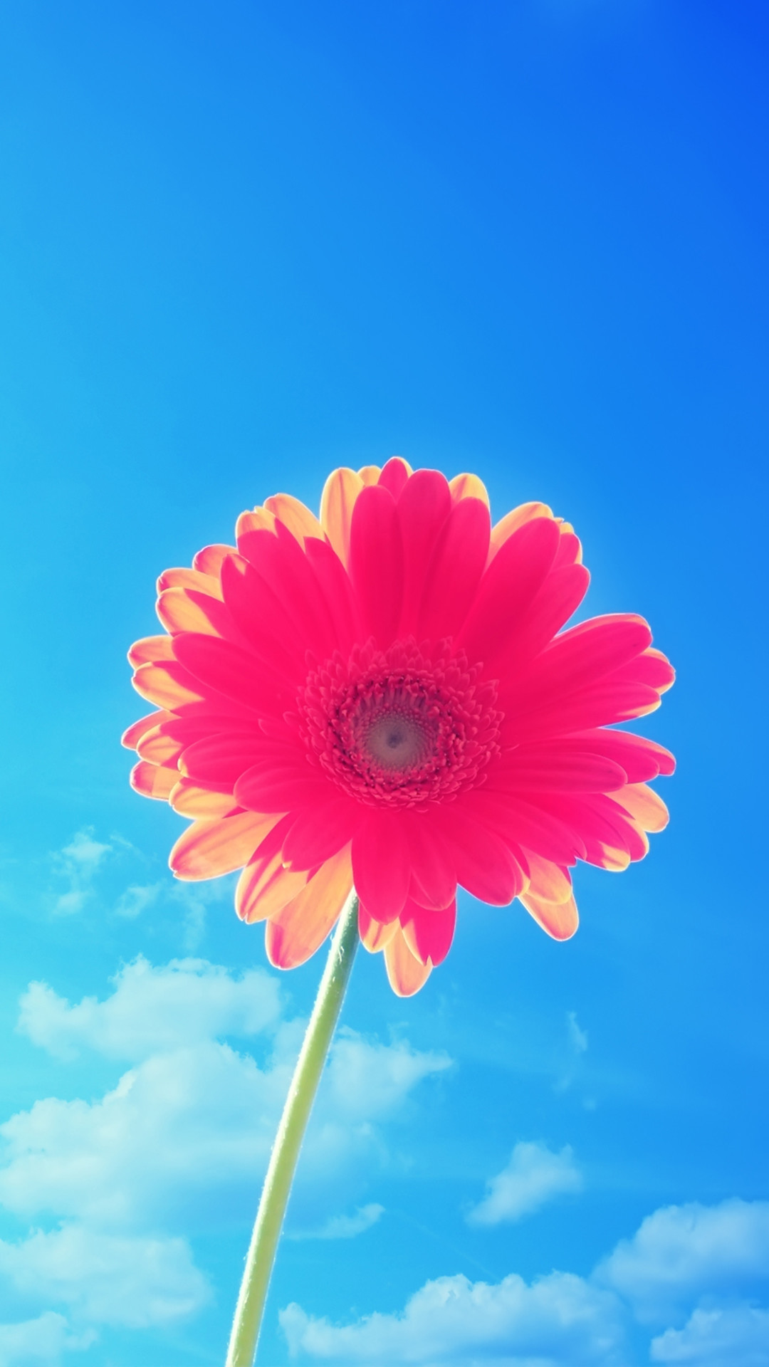 Pink Flower Blue Sky iPhone 6 Plus HD Wallpaper …