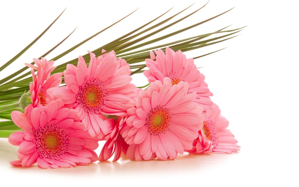 wallpaper.wiki-Pink-Flowers-Image-2560×1600-1-PIC-