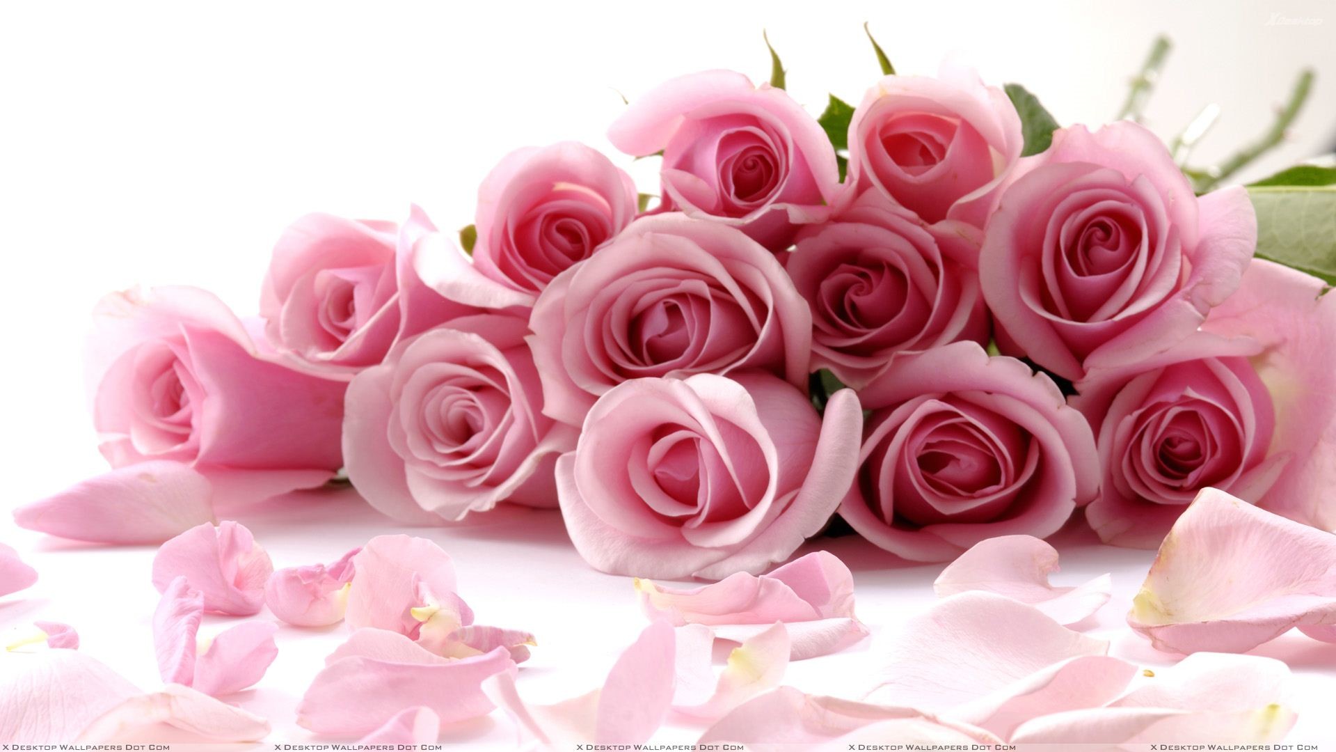 Pink Roses On White Background Closeup