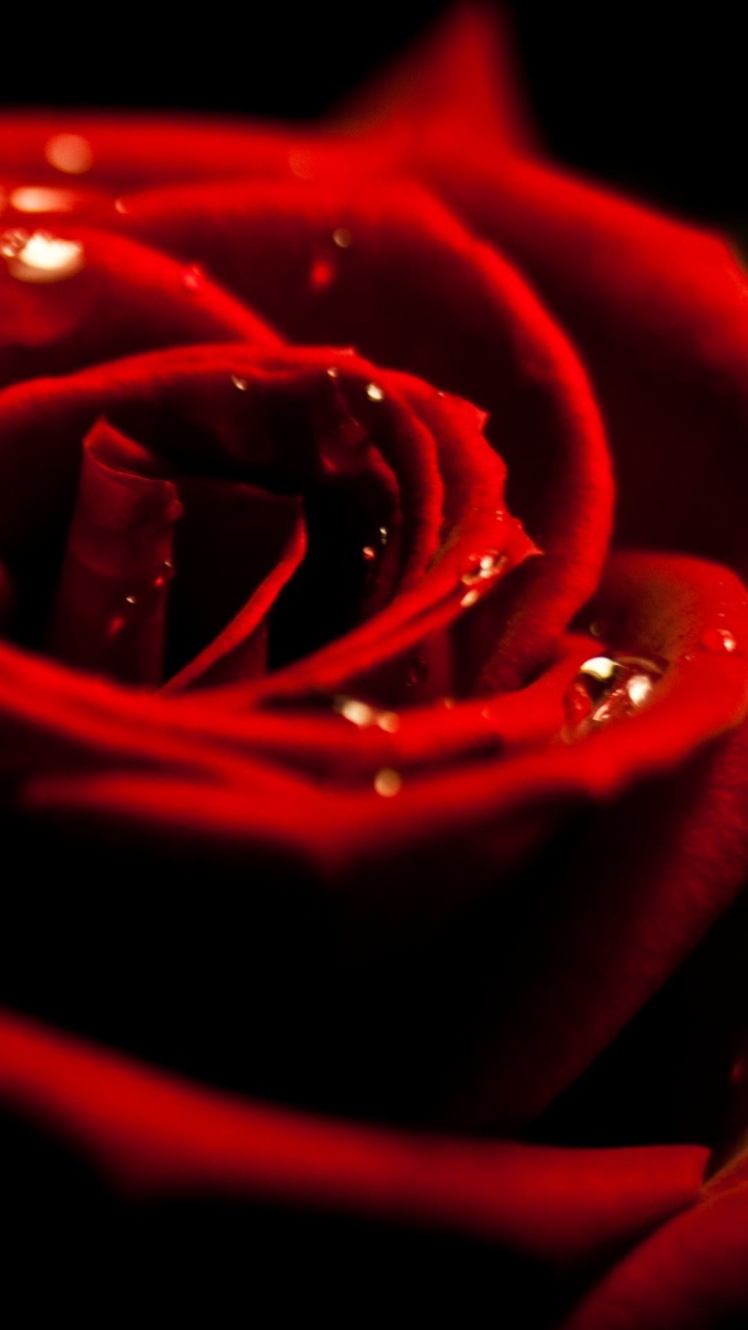 Red Rose Dew Closeup iPhone 6 Plus HD Wallpaper